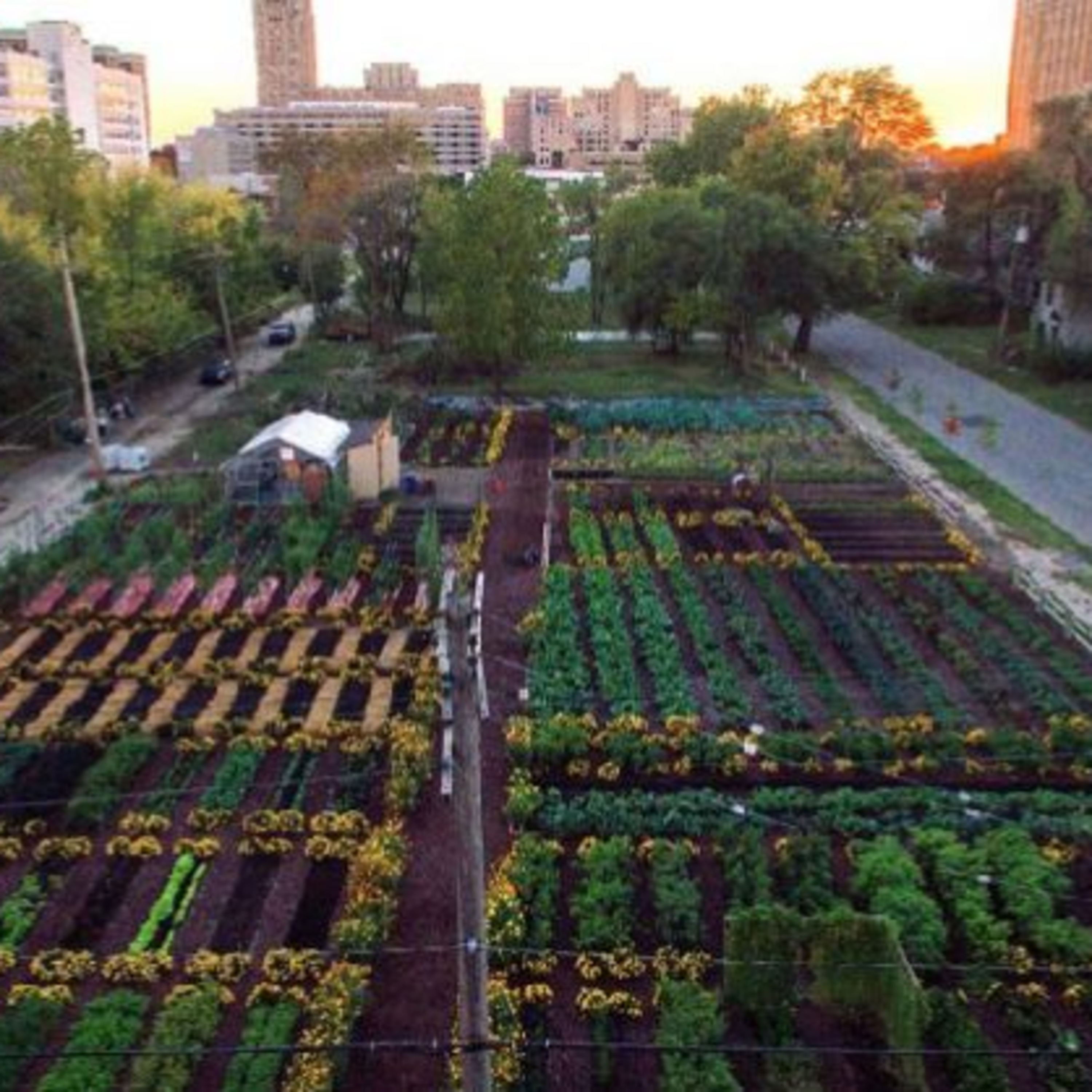 Sustainable Hokioi