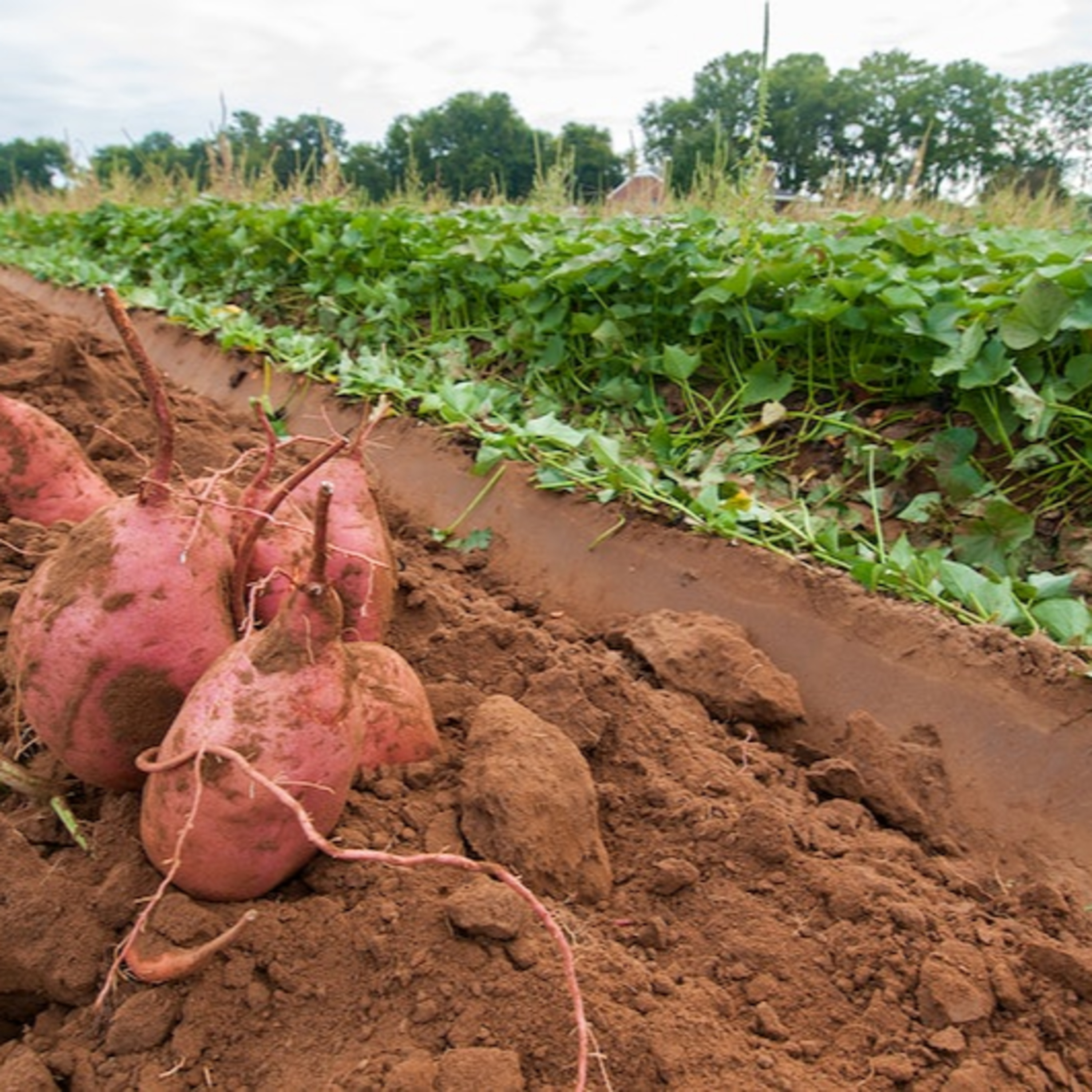 SÄHVATUS | Loovuse podcast