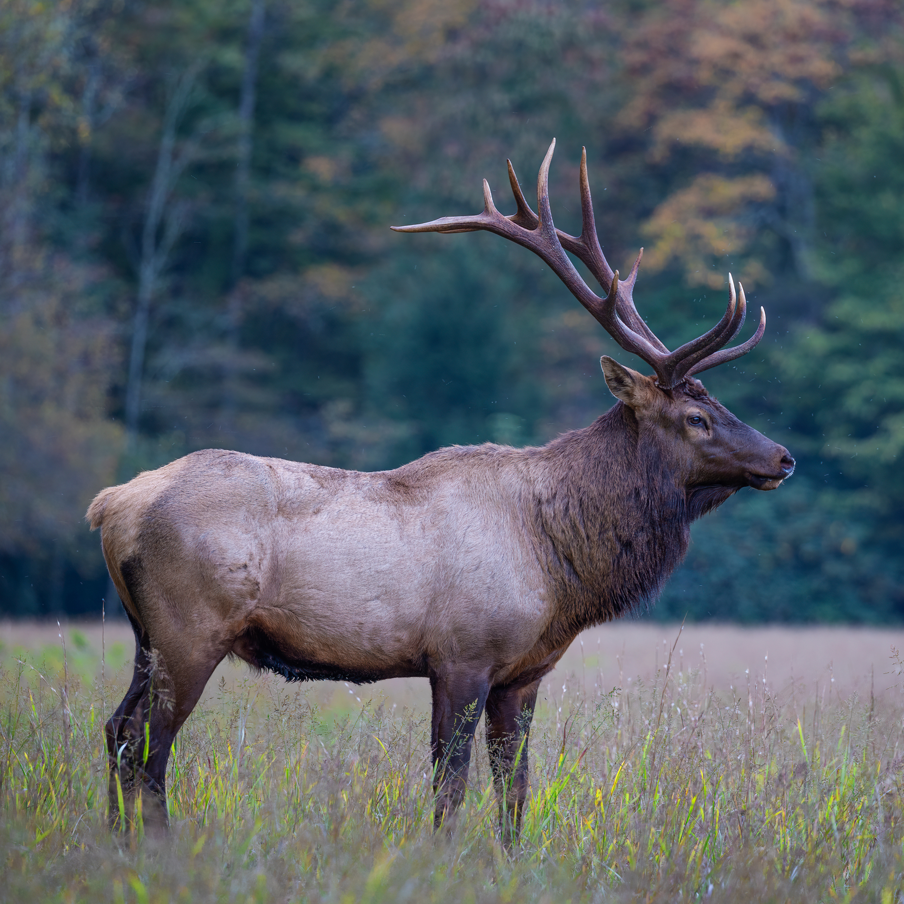 Is North Carolina's elk population native to the state? Sort of...