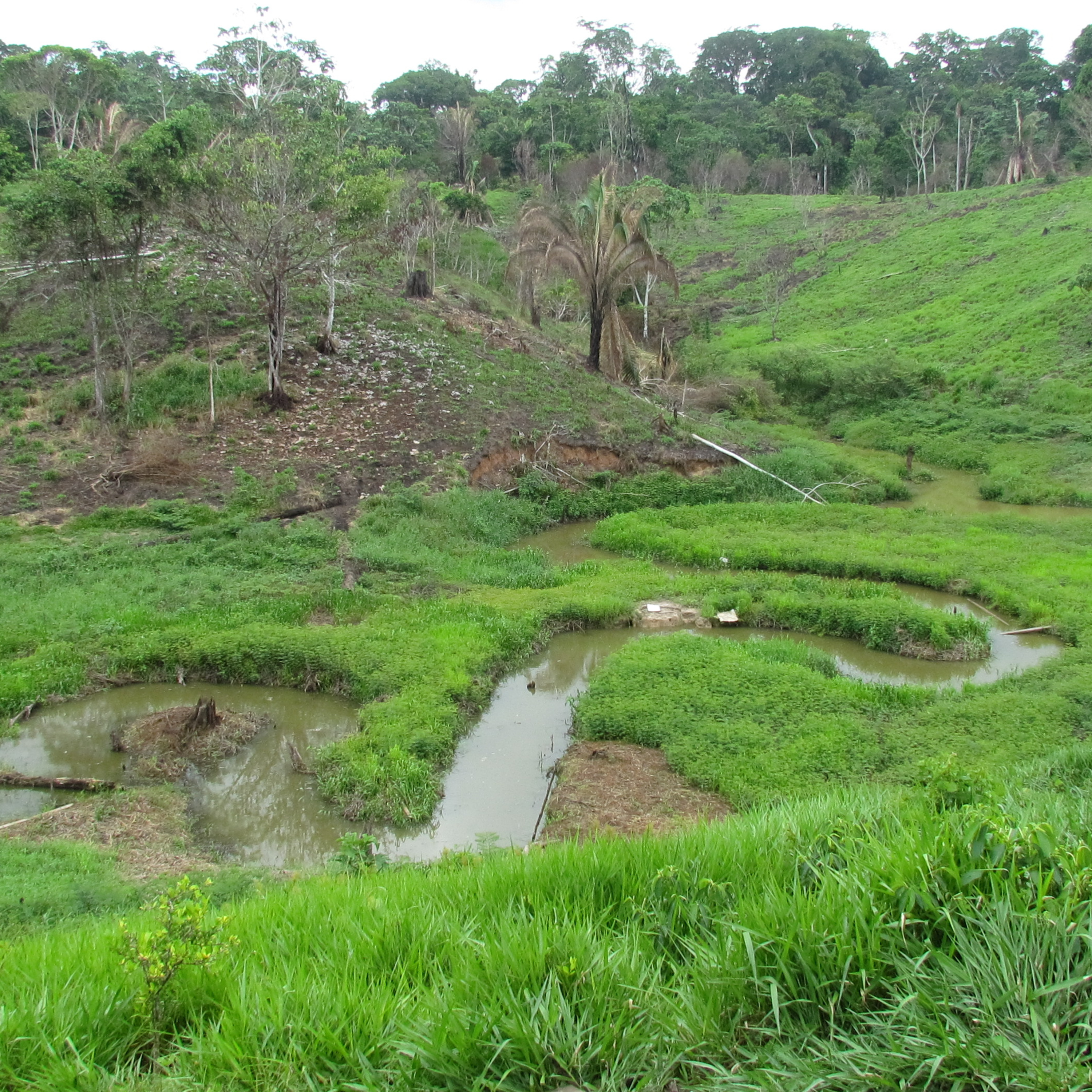 Bioeconomia e Sustentabilidade na Amazônia