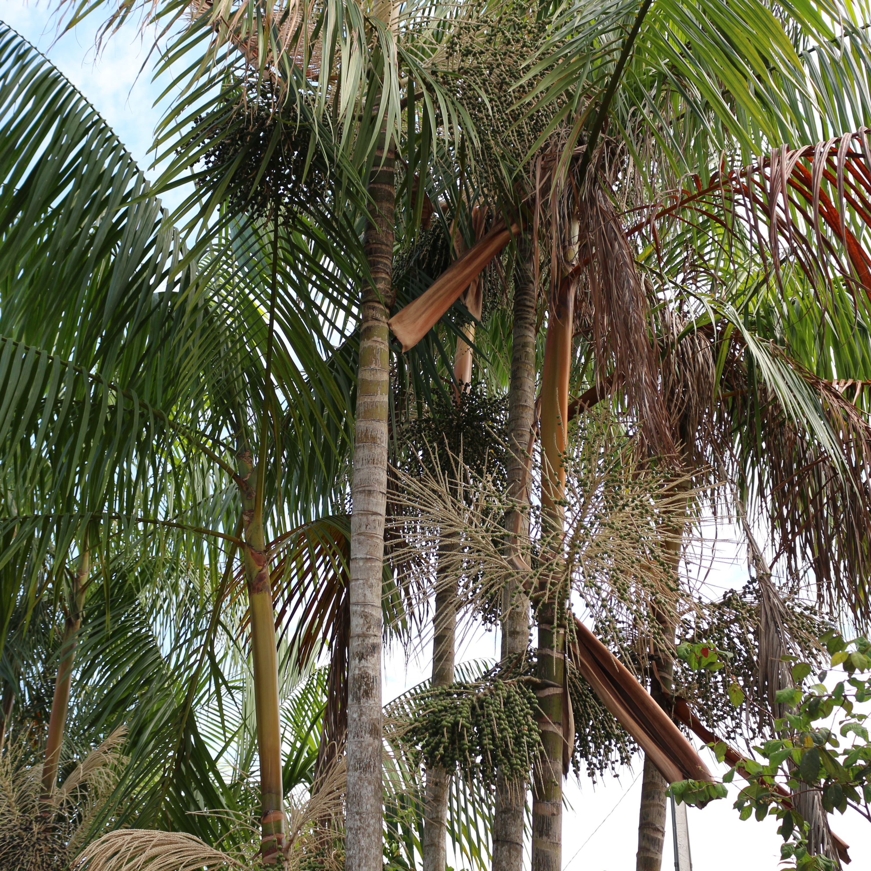 Bioeconomia e Sustentabilidade na Amazônia