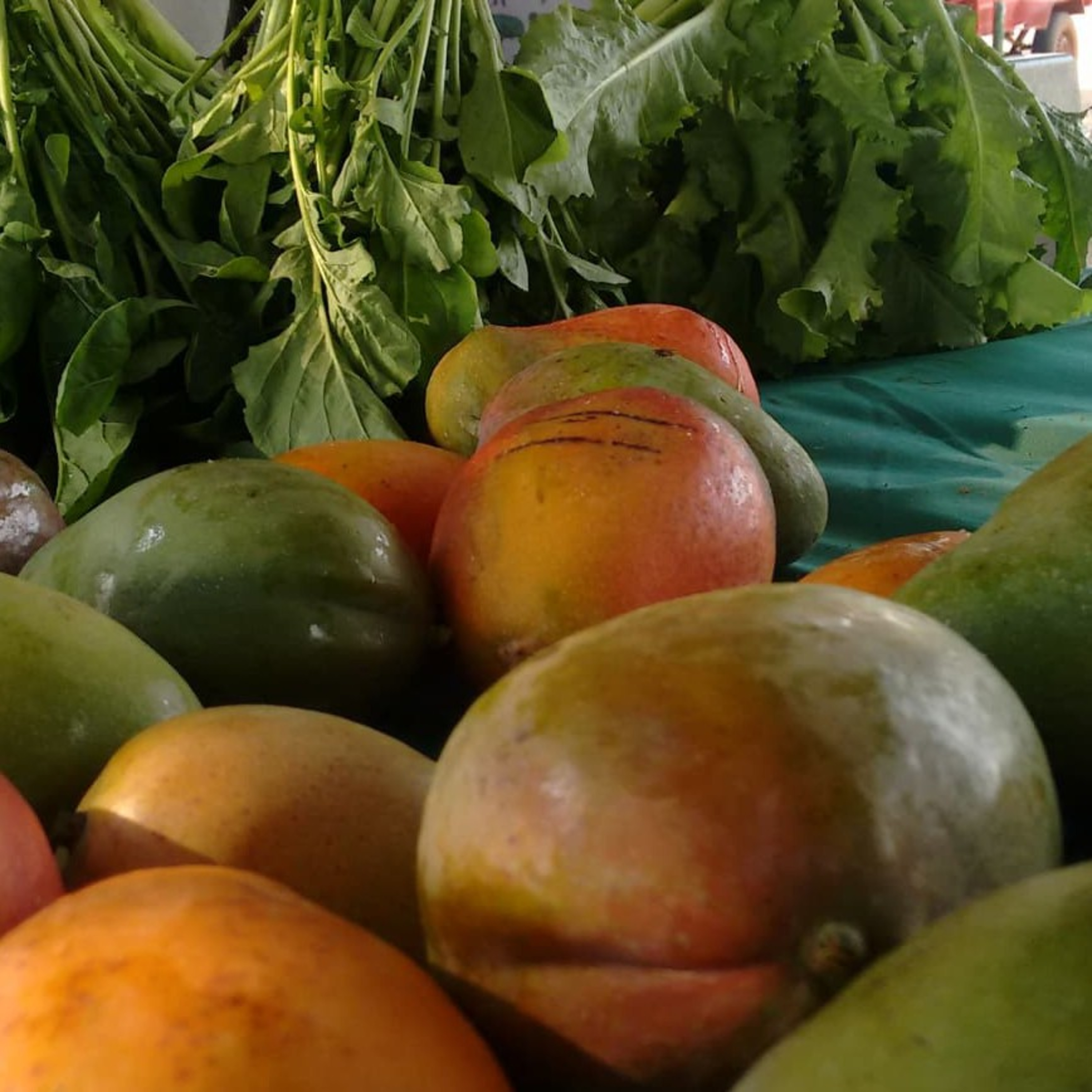 Bioeconomia e Sustentabilidade na Amazônia