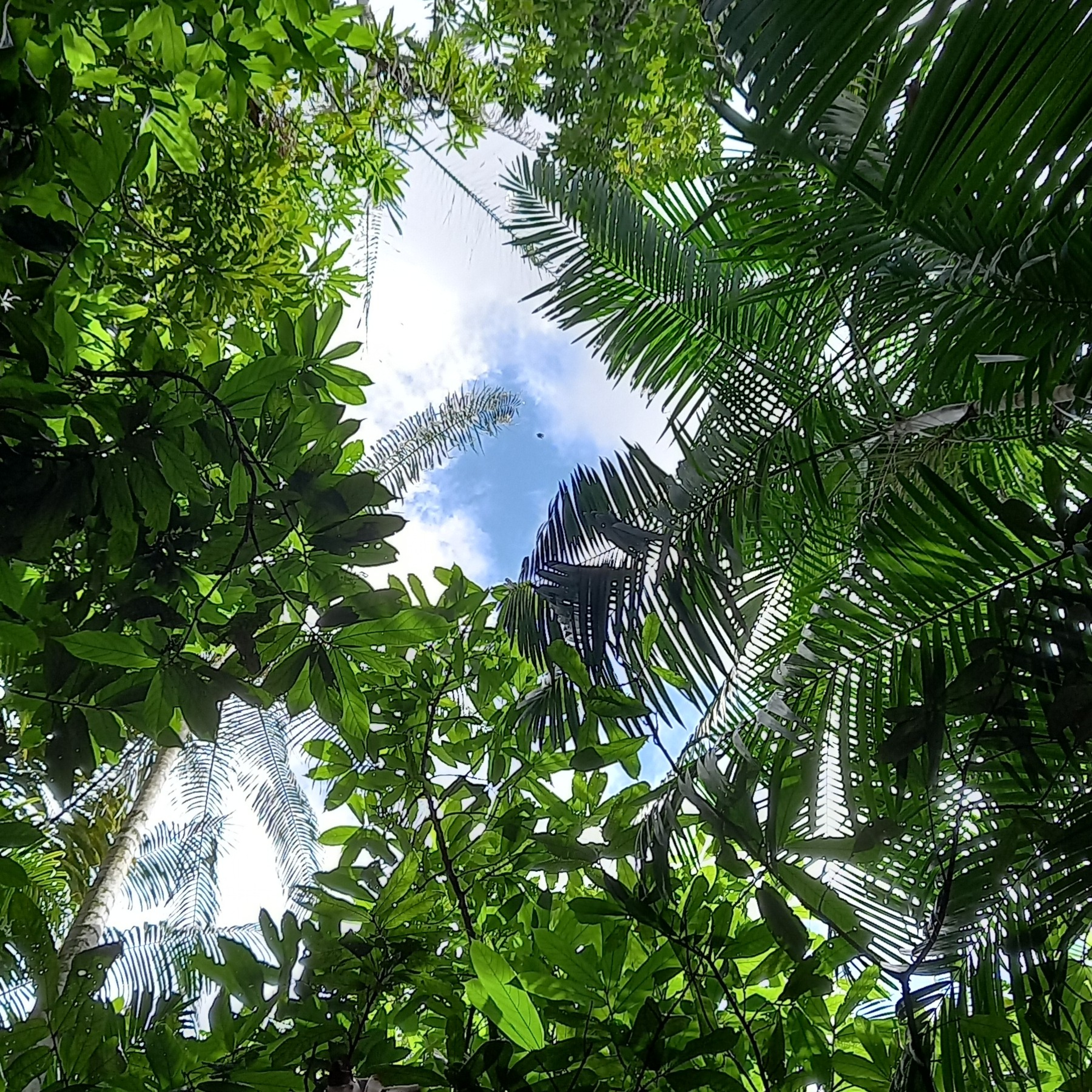 Bioeconomia e Sustentabilidade na Amazônia