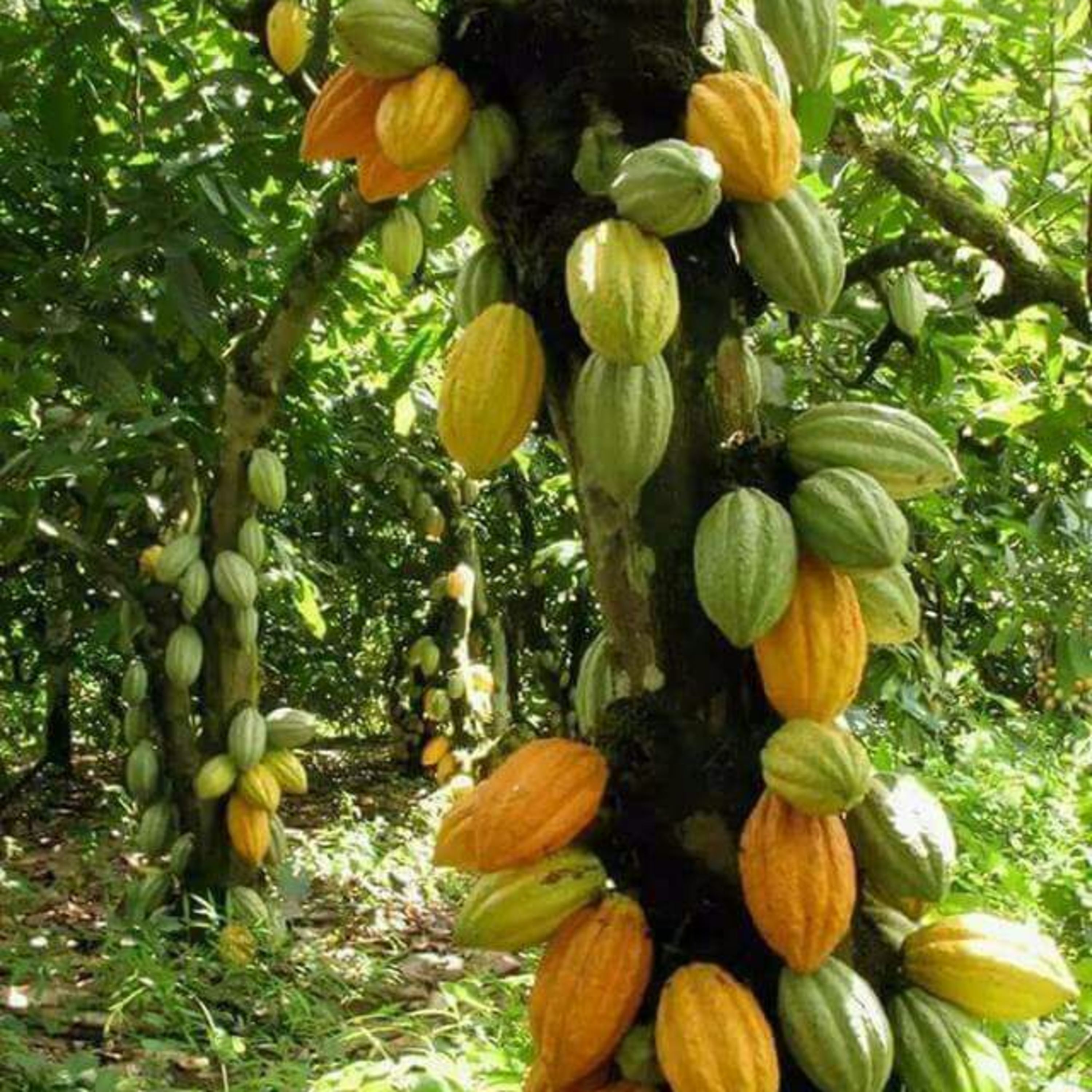 Bioeconomia e Sustentabilidade na Amazônia