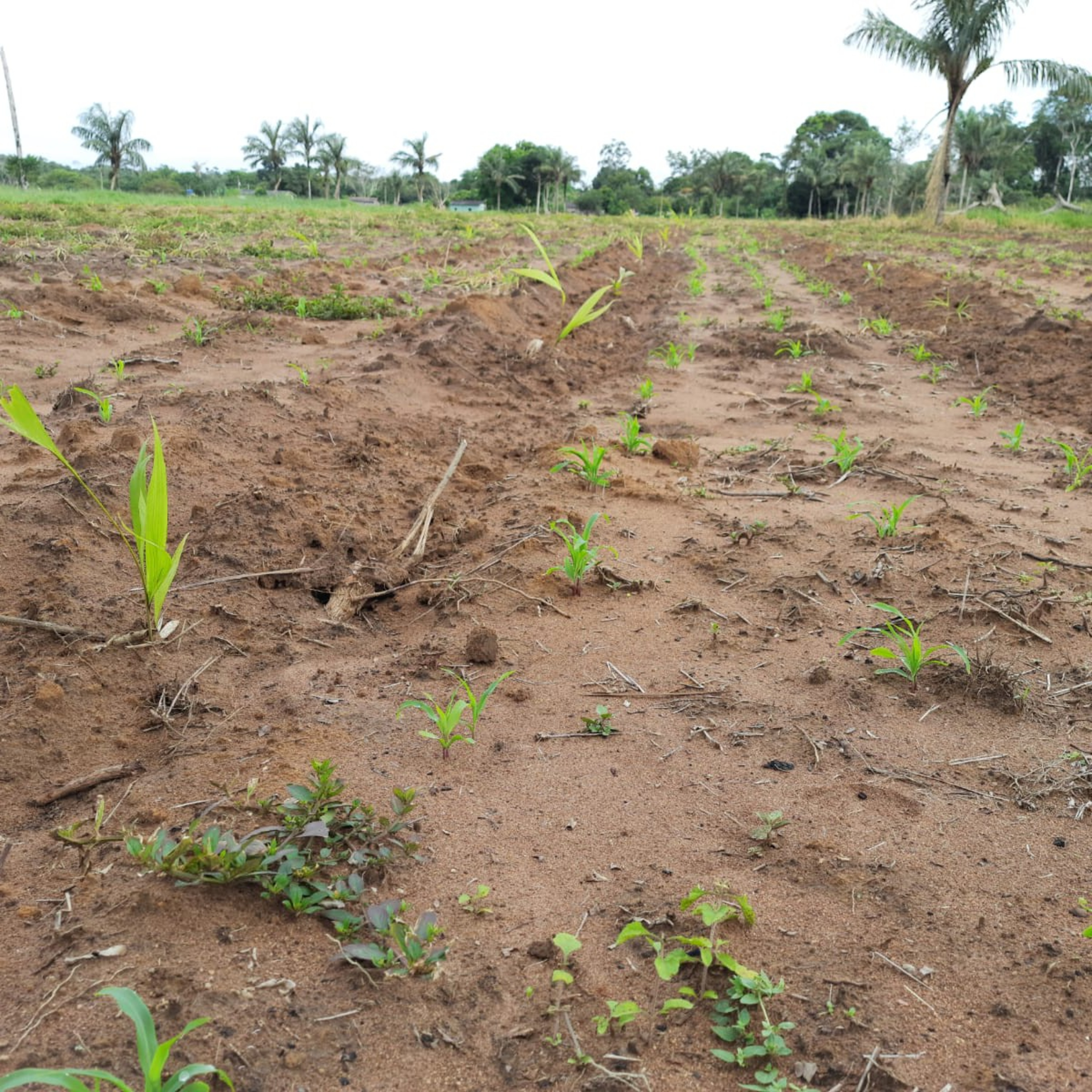 Bioeconomia e Sustentabilidade na Amazônia