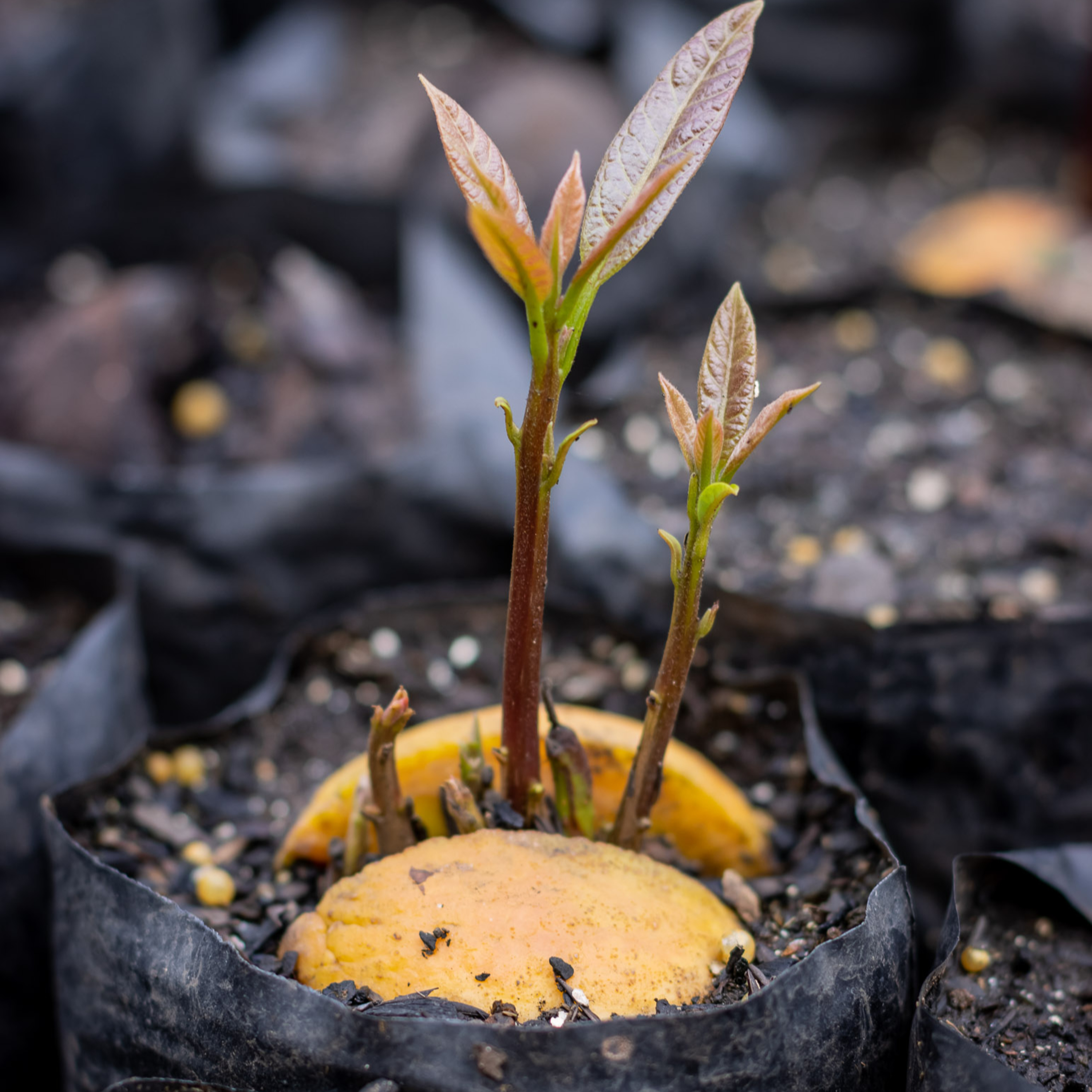 Bioeconomia e Sustentabilidade na Amazônia