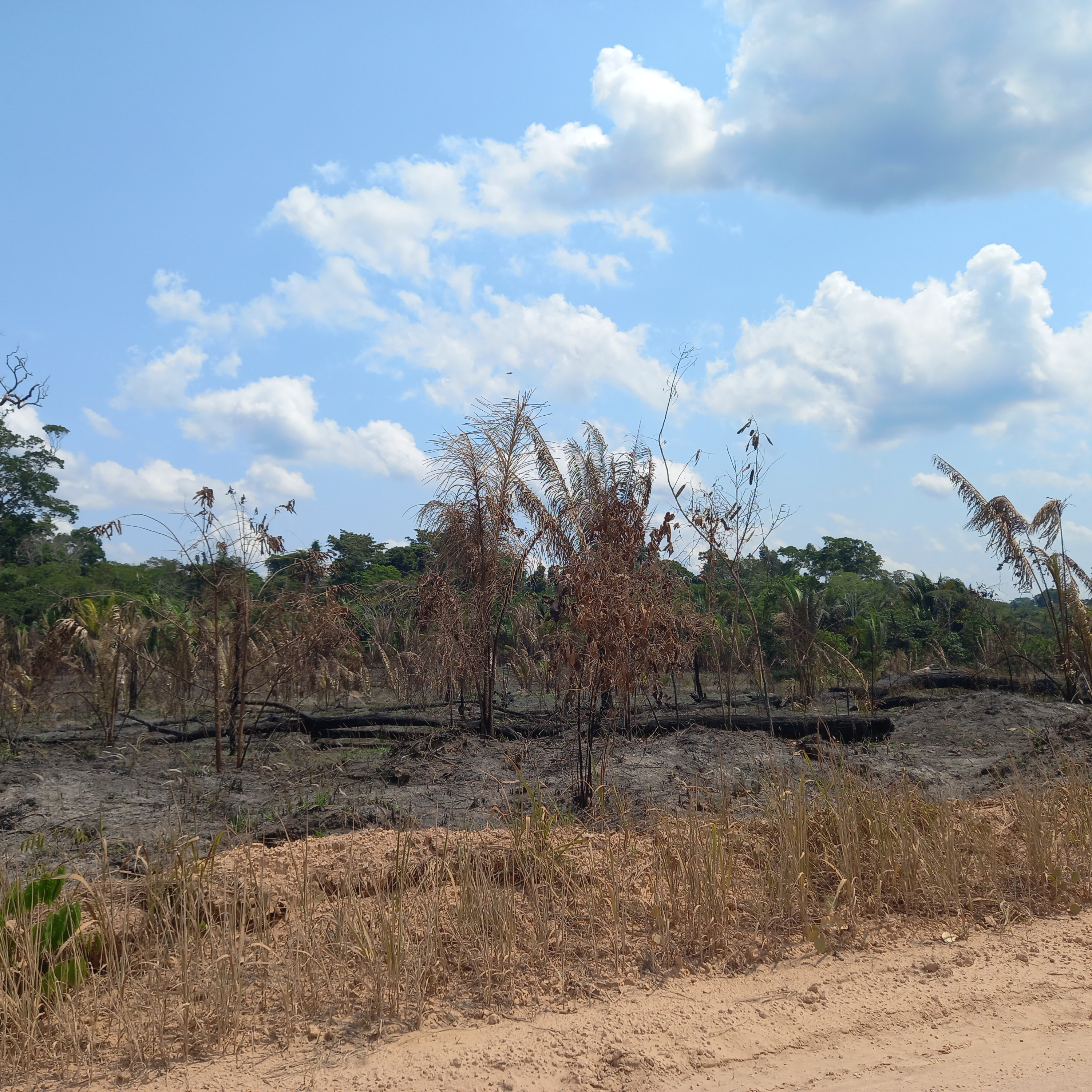 Bioeconomia e Sustentabilidade na Amazônia