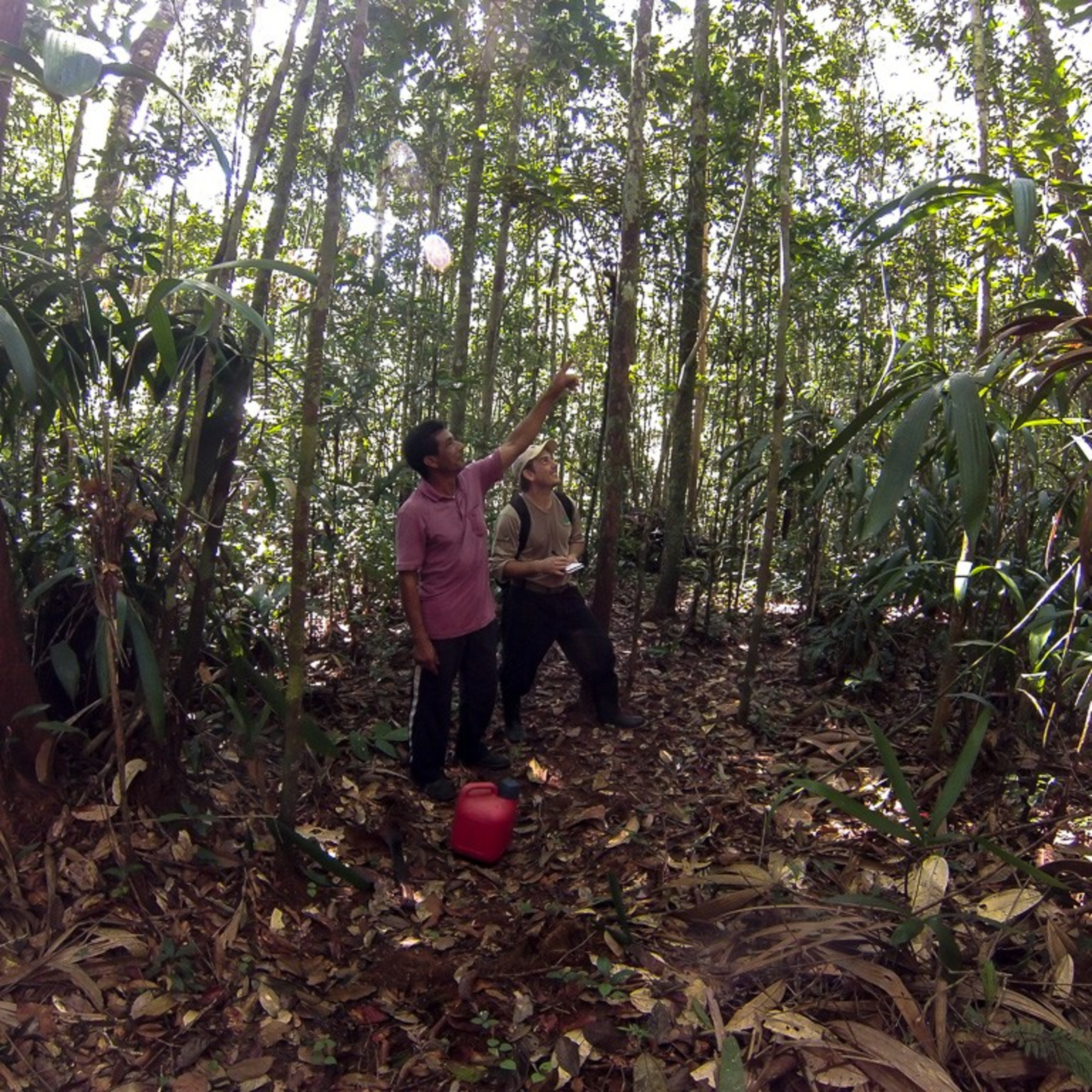 Bioeconomia e Sustentabilidade na Amazônia