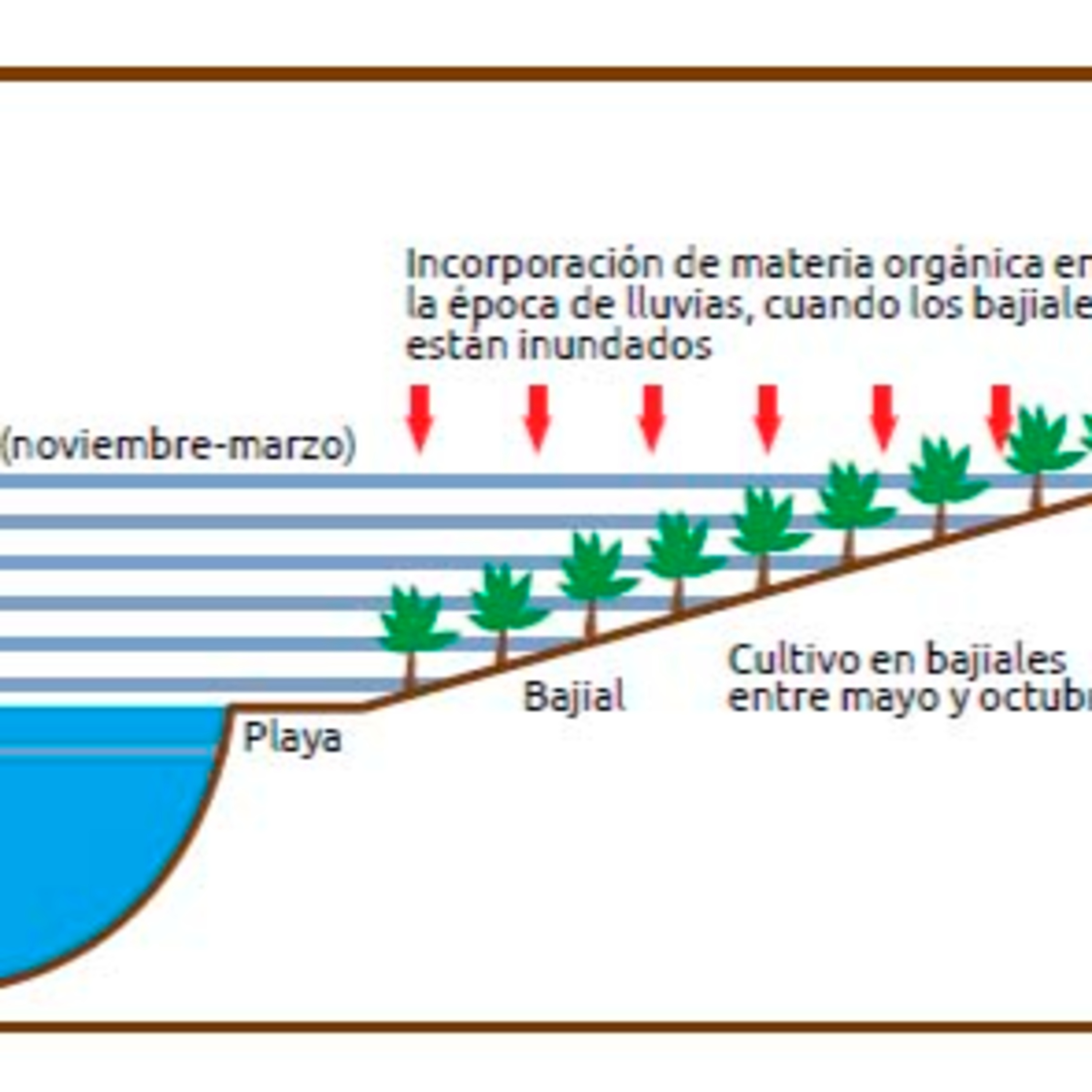 Programa 17 – Suelos inundables de la Amazonía y producción de leguminosas episode artwork