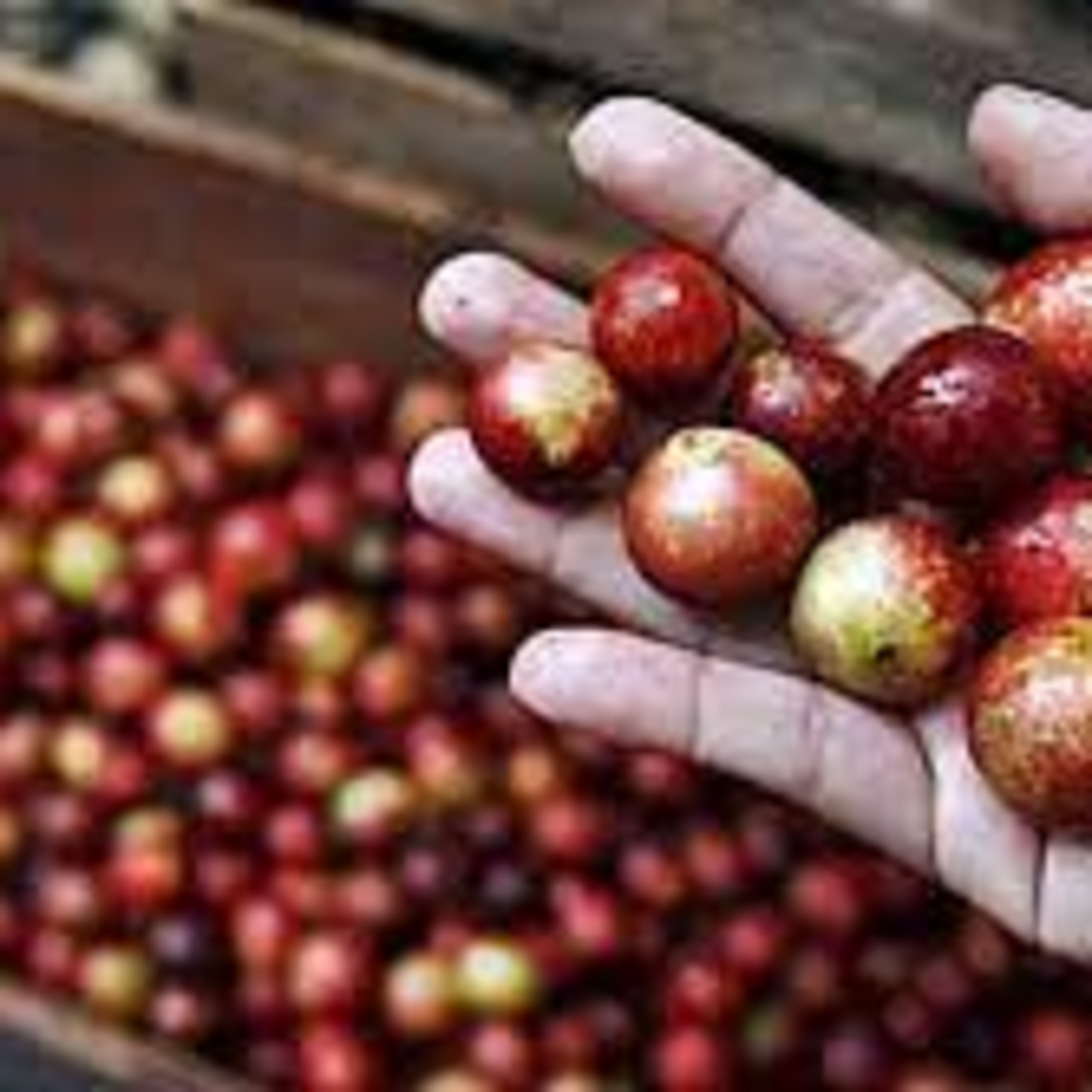 Investigación en Acción