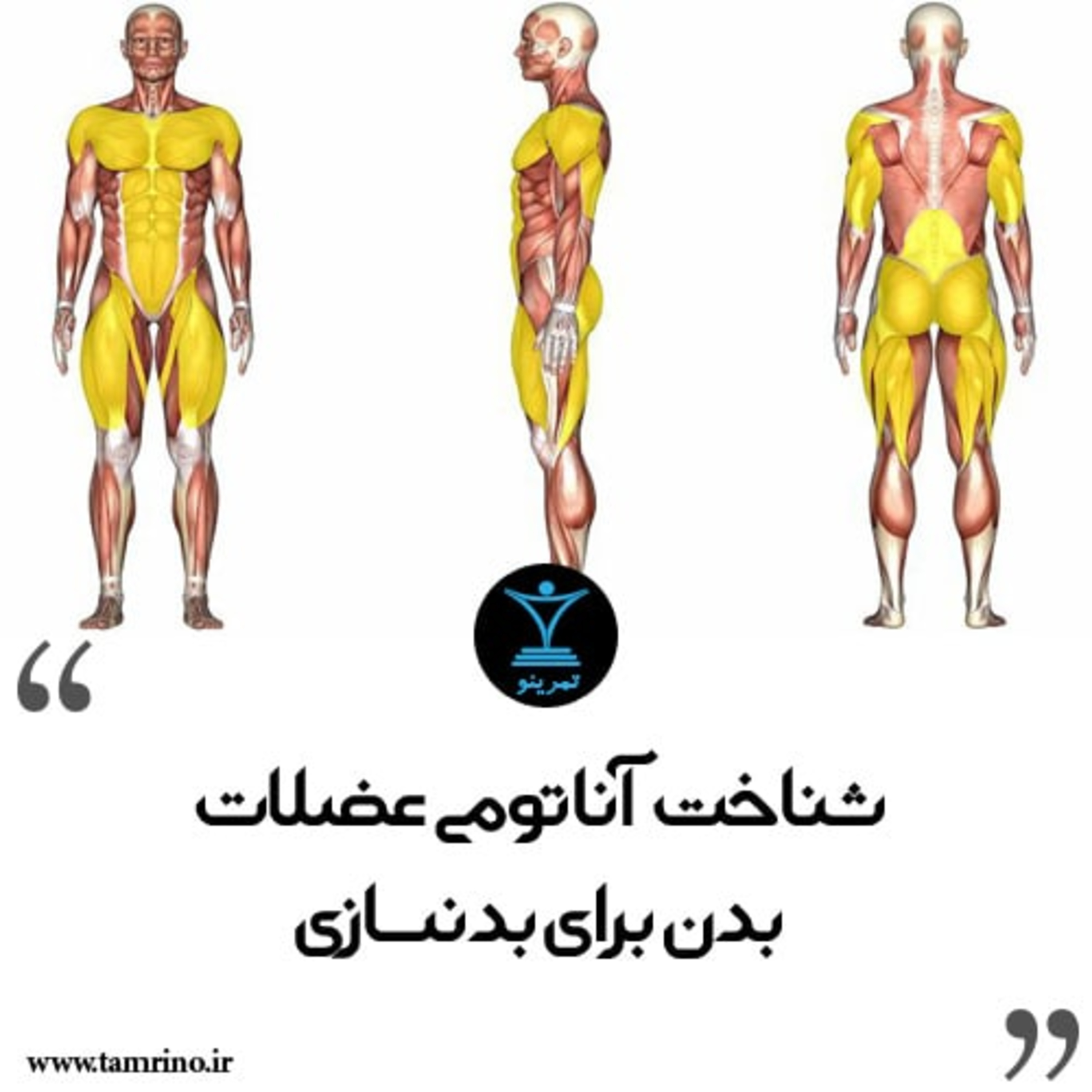 شناخت آناتومی عضلات بدن برای بدنسازی episode artwork