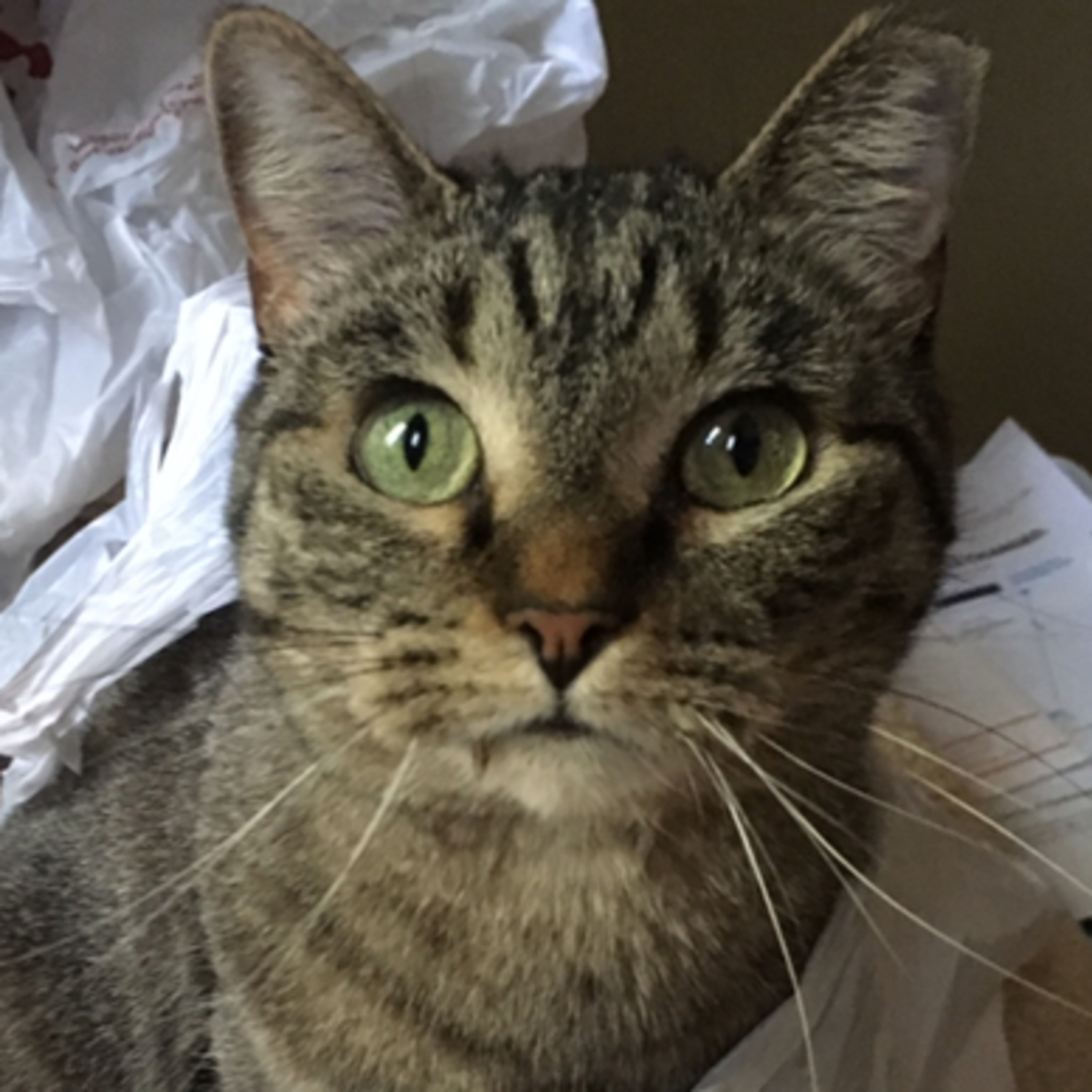A lovely tiny young oblong tabby american furry huggable CAT