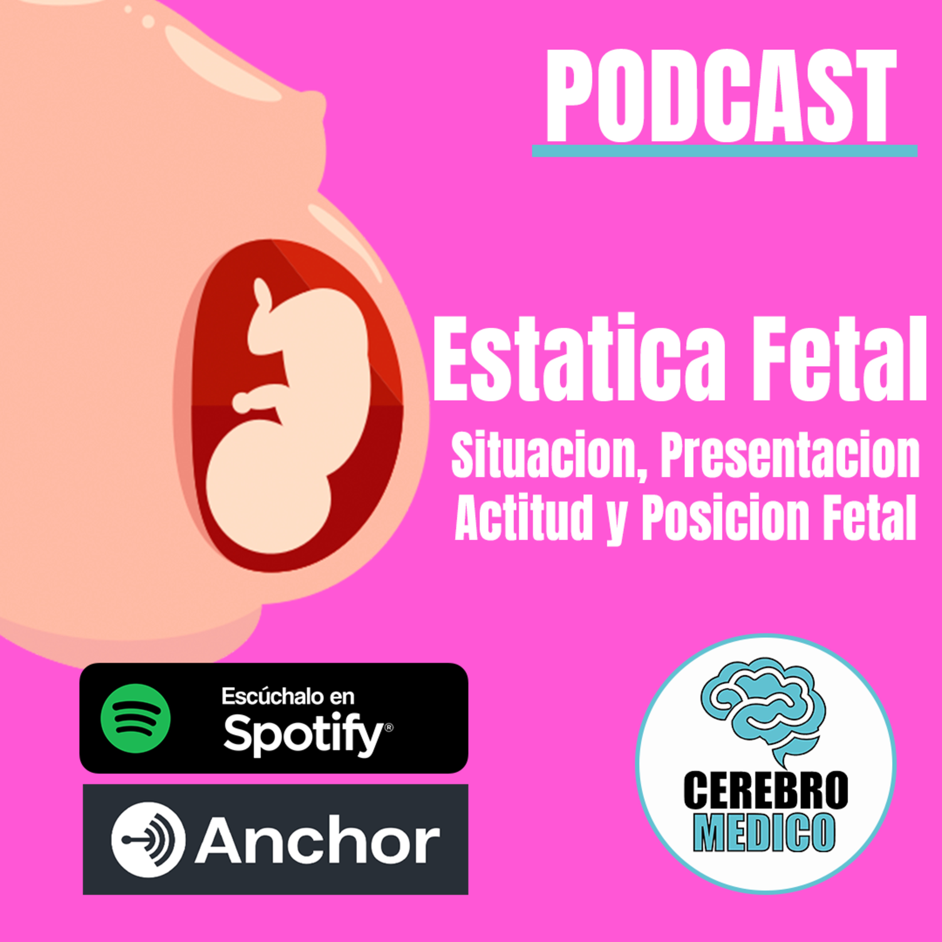 Estática Fetal: Situación, Presentación, Actitud y Posición Fetal