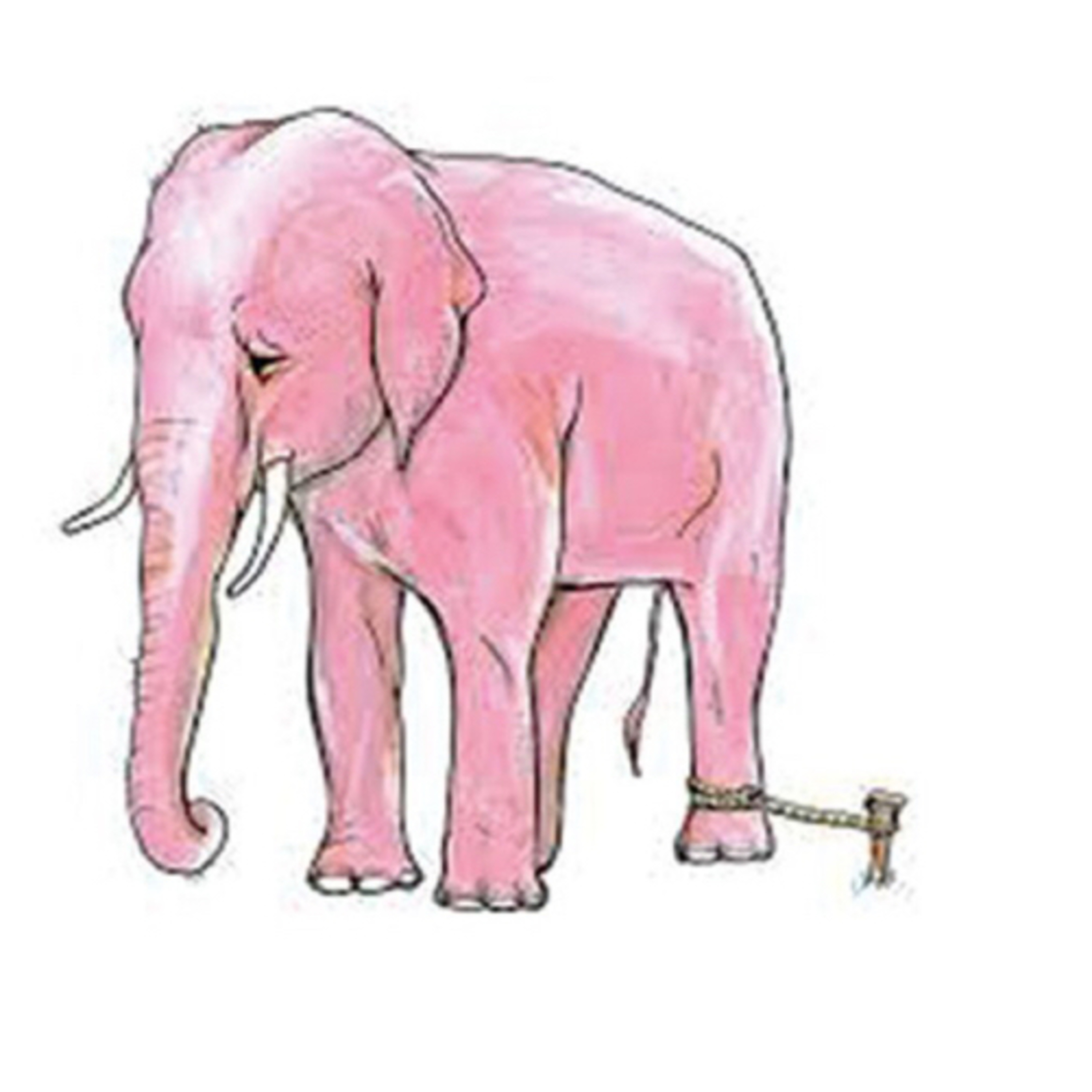 An elephant’s story thumbnail