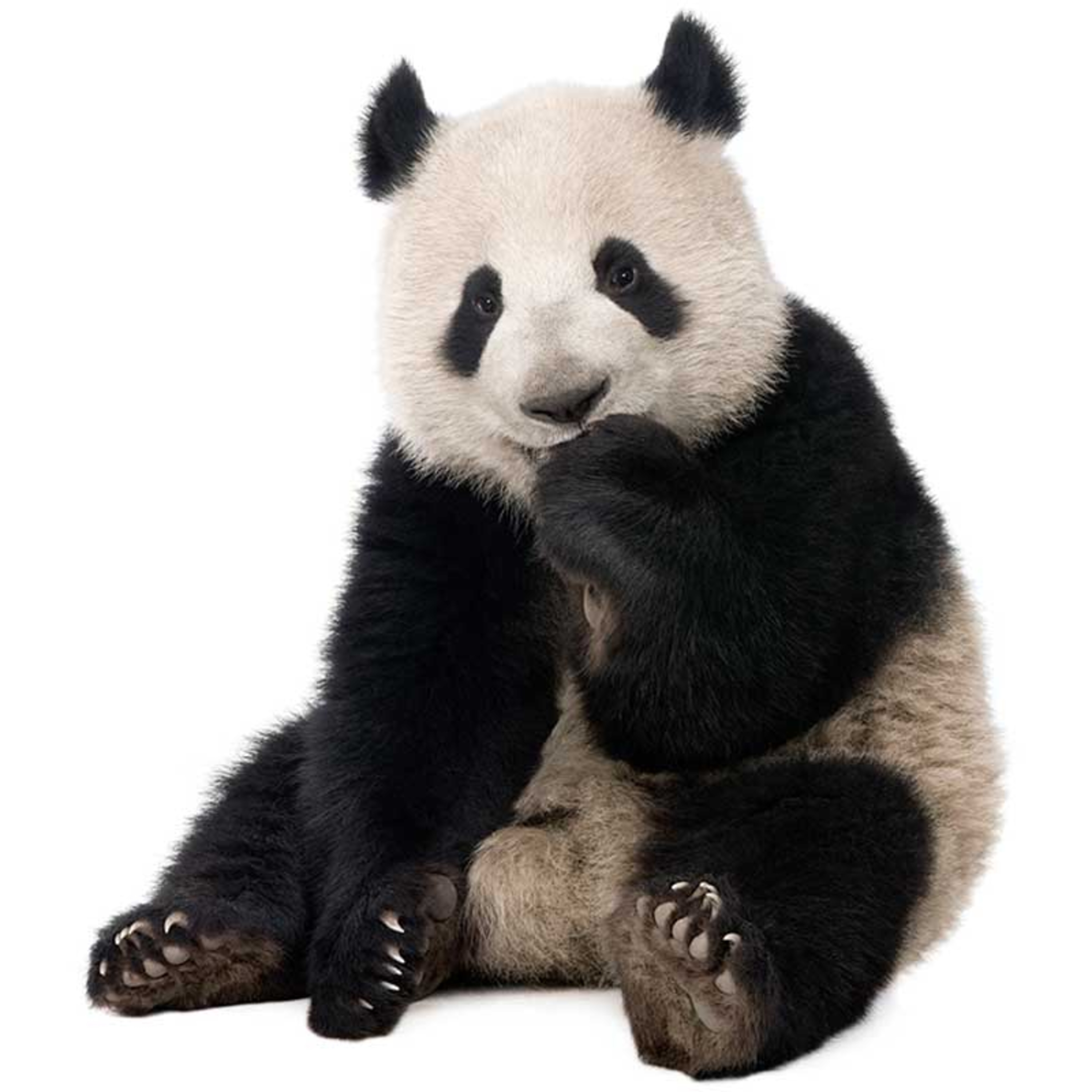 Osos Panda Gigantes  episode artwork