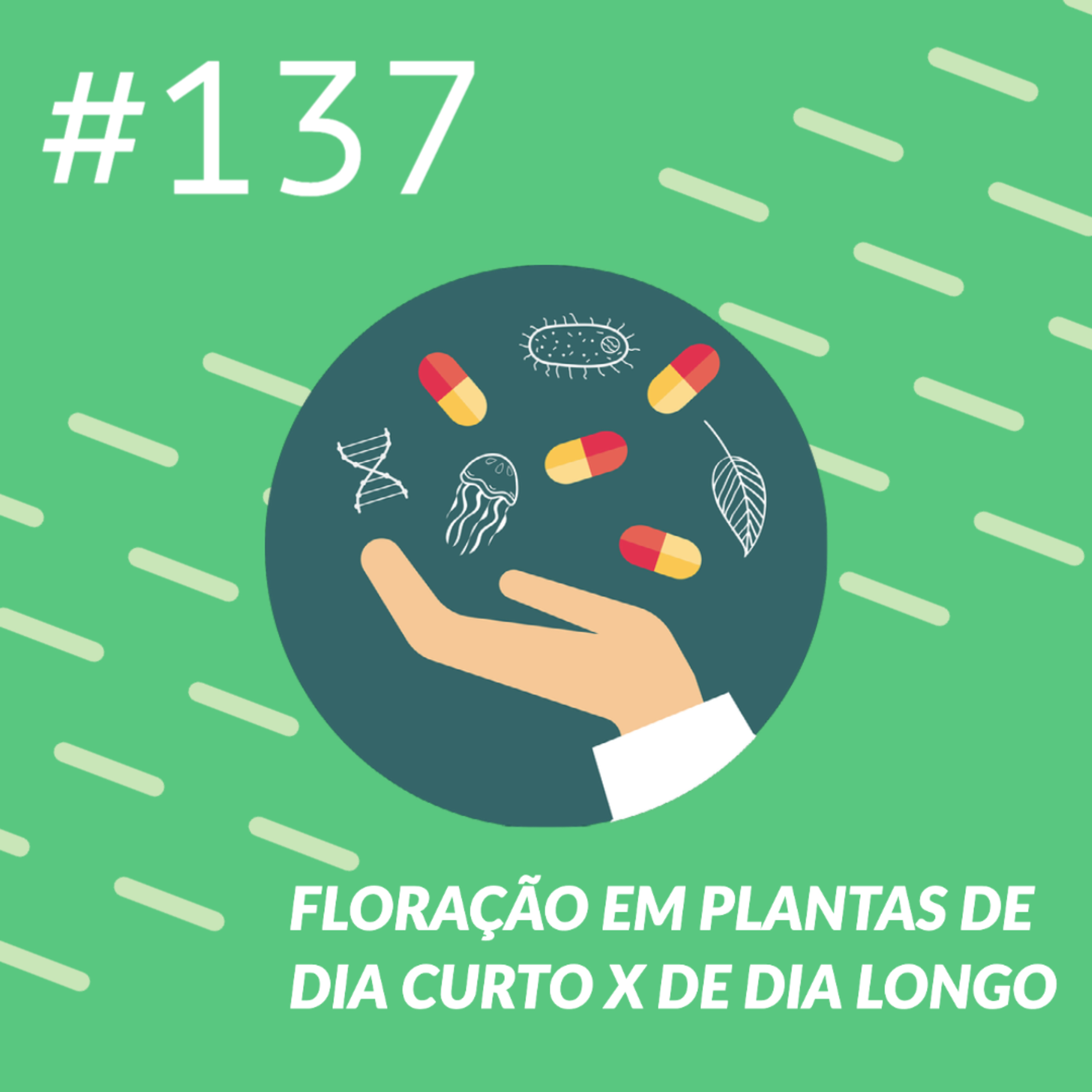 Floração em plantas de dia curto x de dia longo