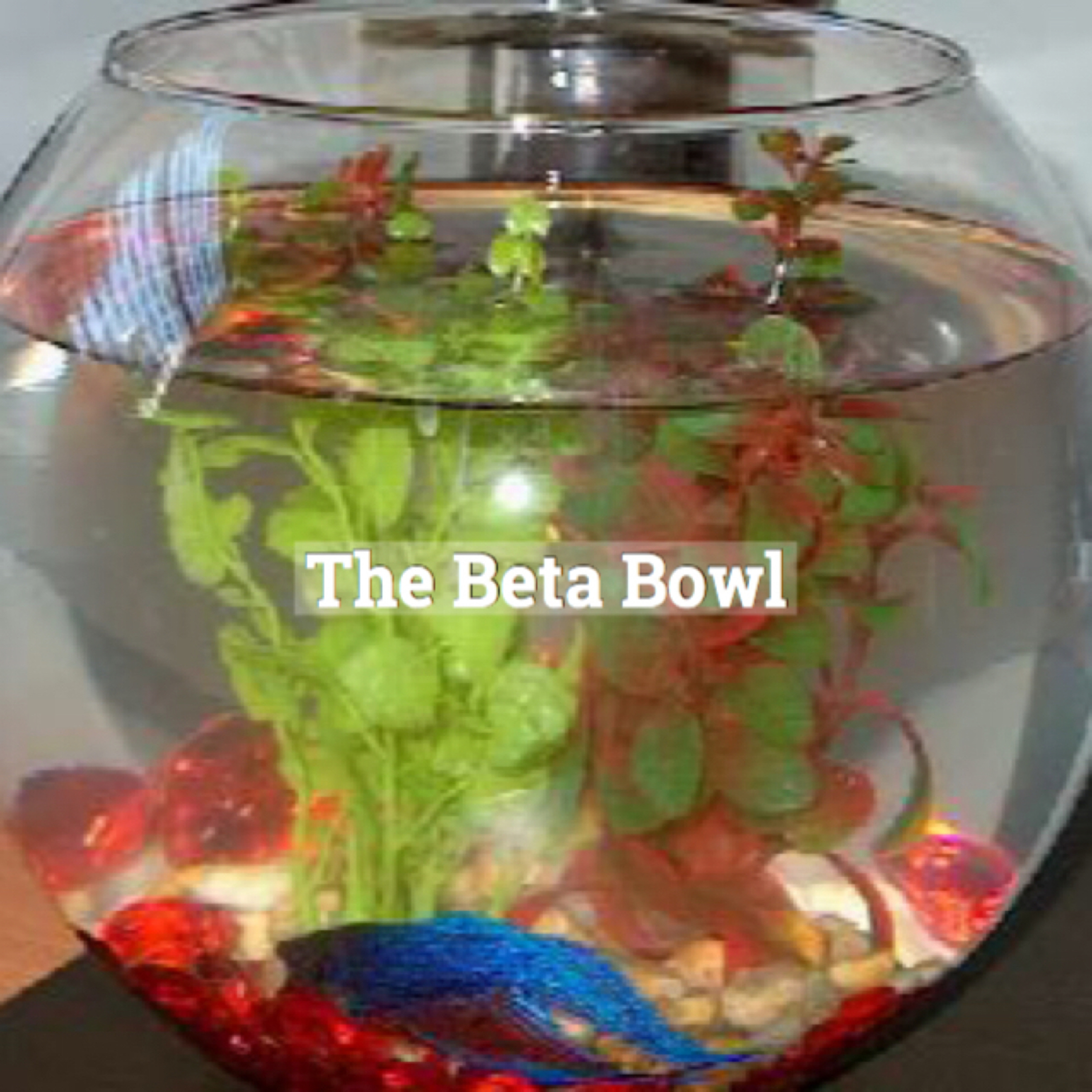 The Beta Bowl episode artwork
