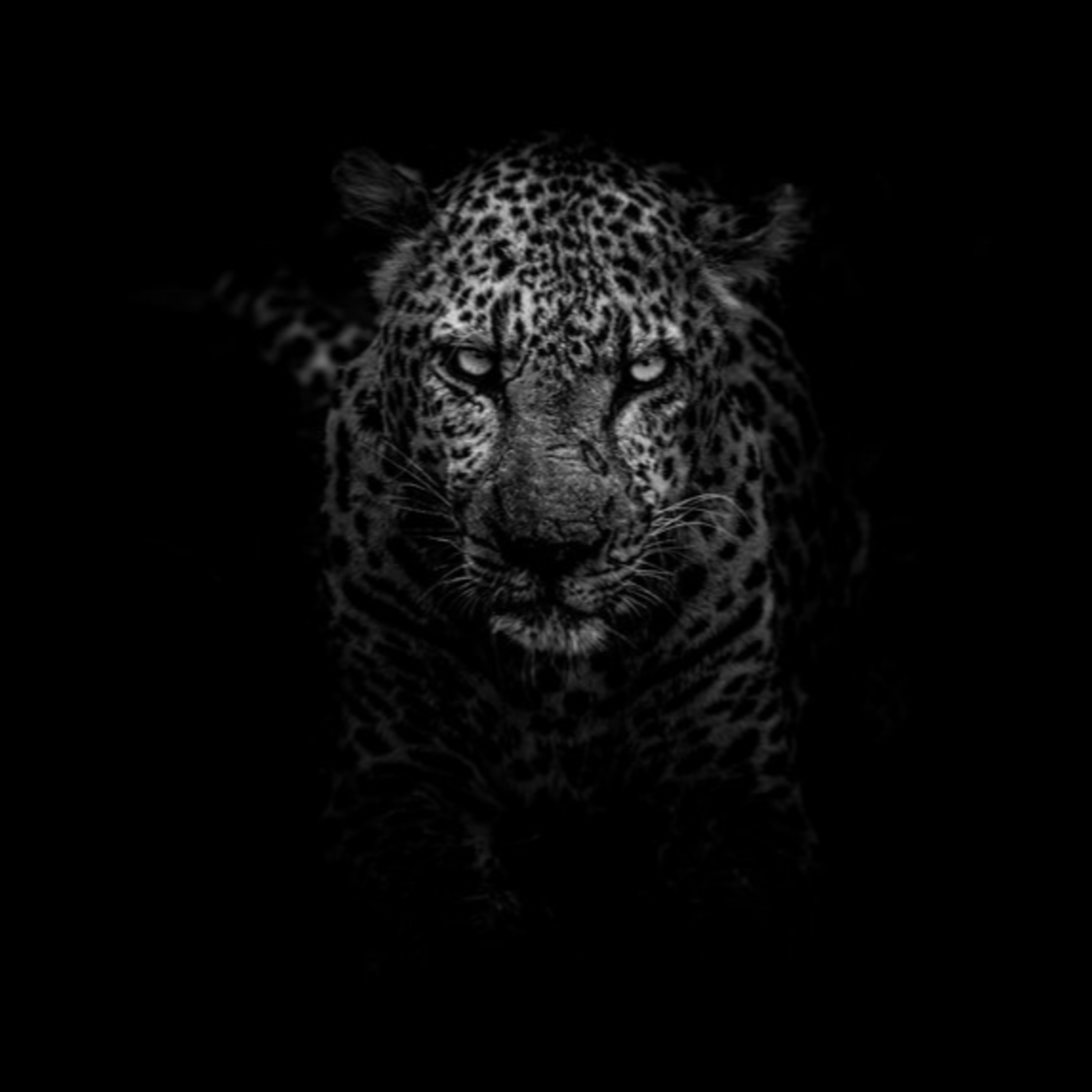 N.A.R.C. Troopers: Narcissistic Abuse Recovery Collaborators