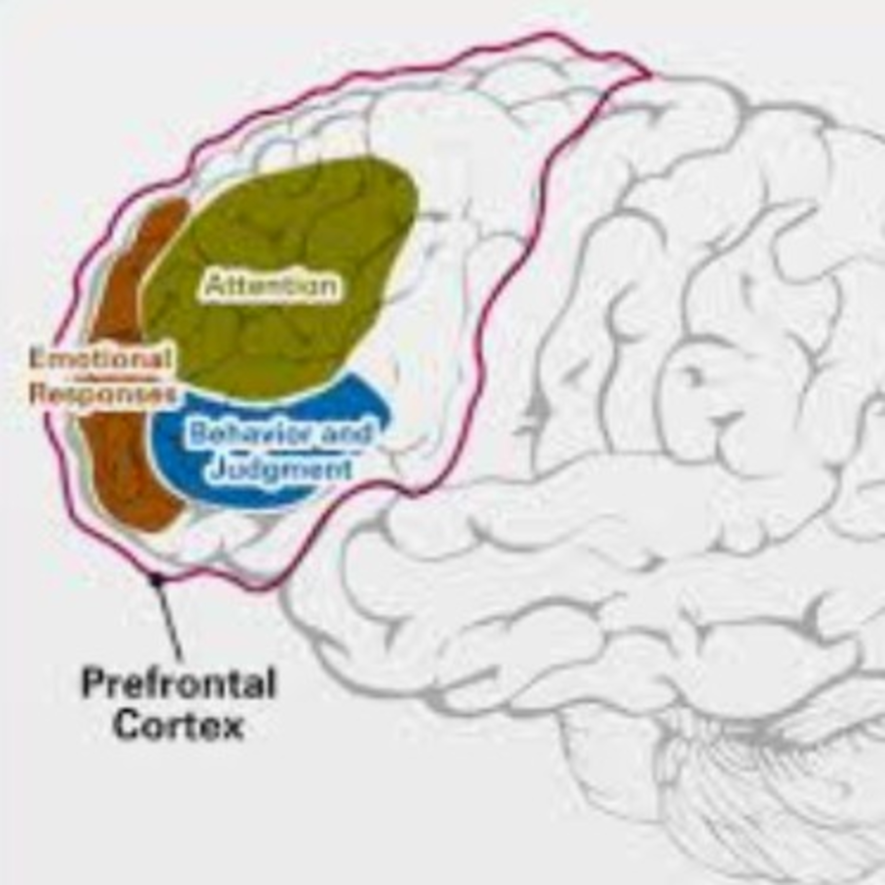Menjaga Prefrontal Cortex  episode artwork