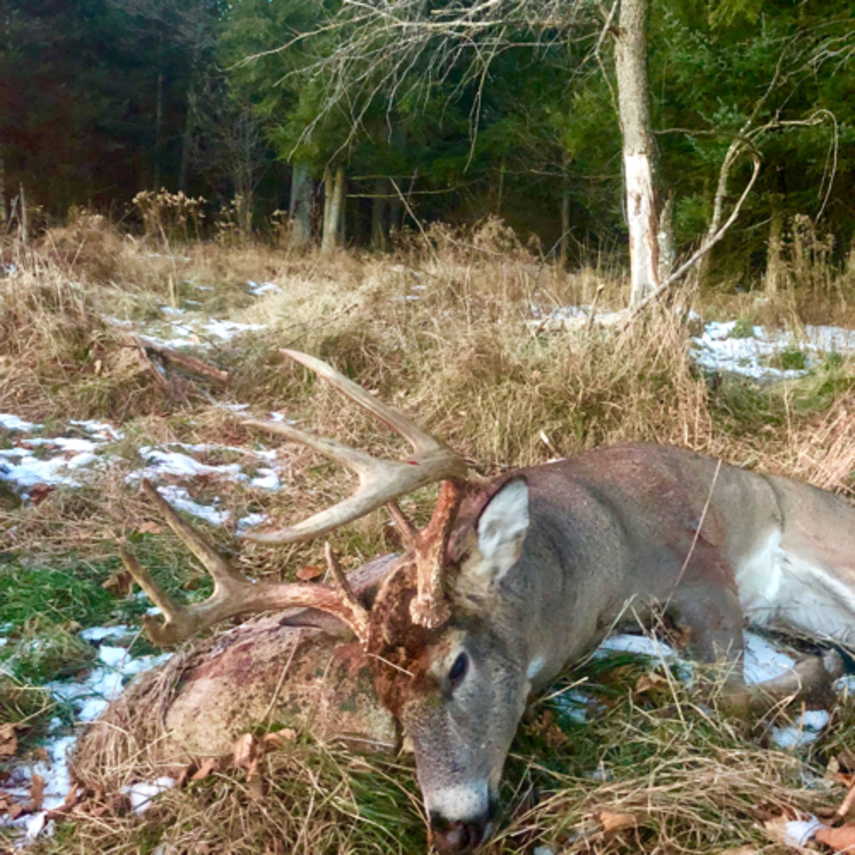 Bow hunting strategies 