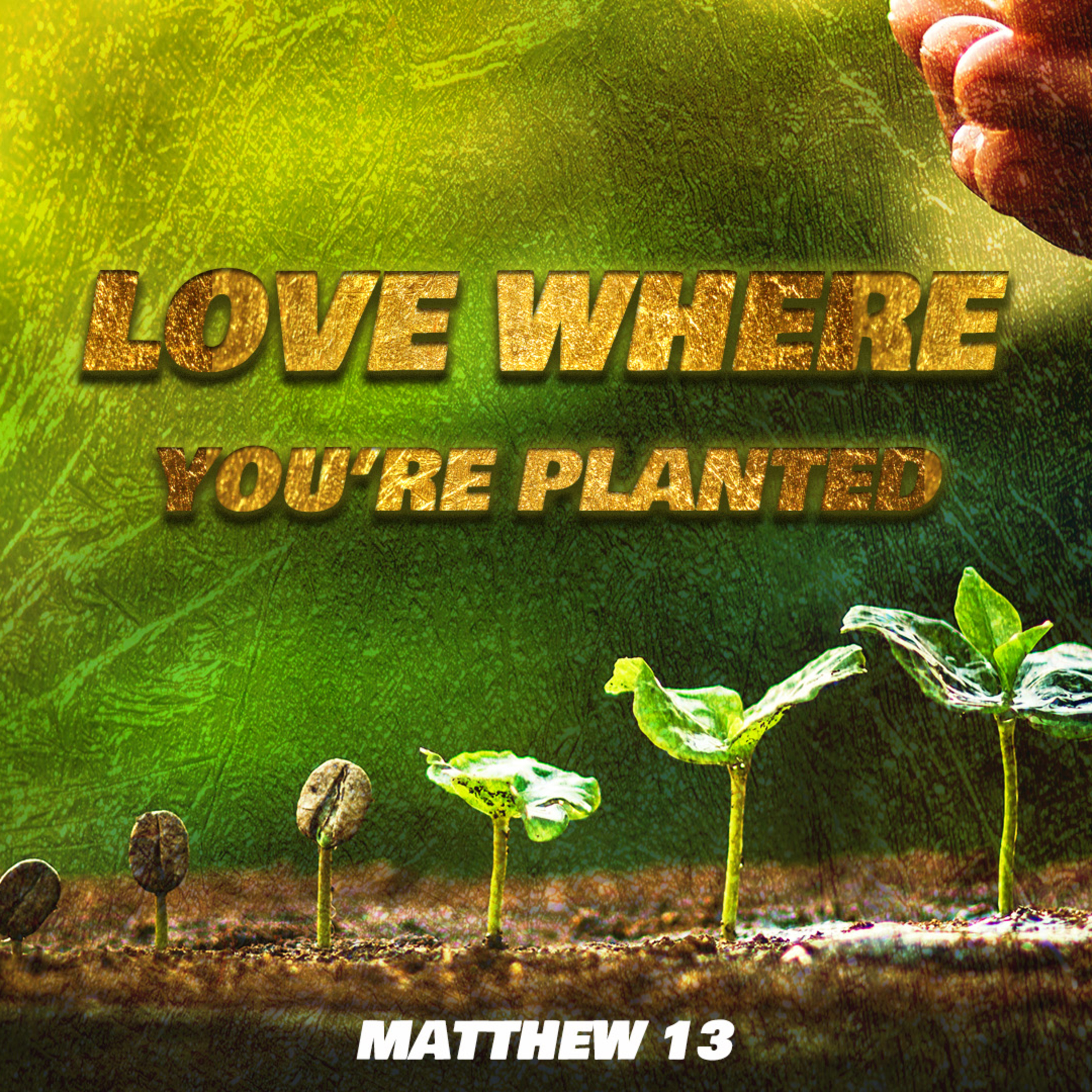 Love Where You're Planted  episode artwork