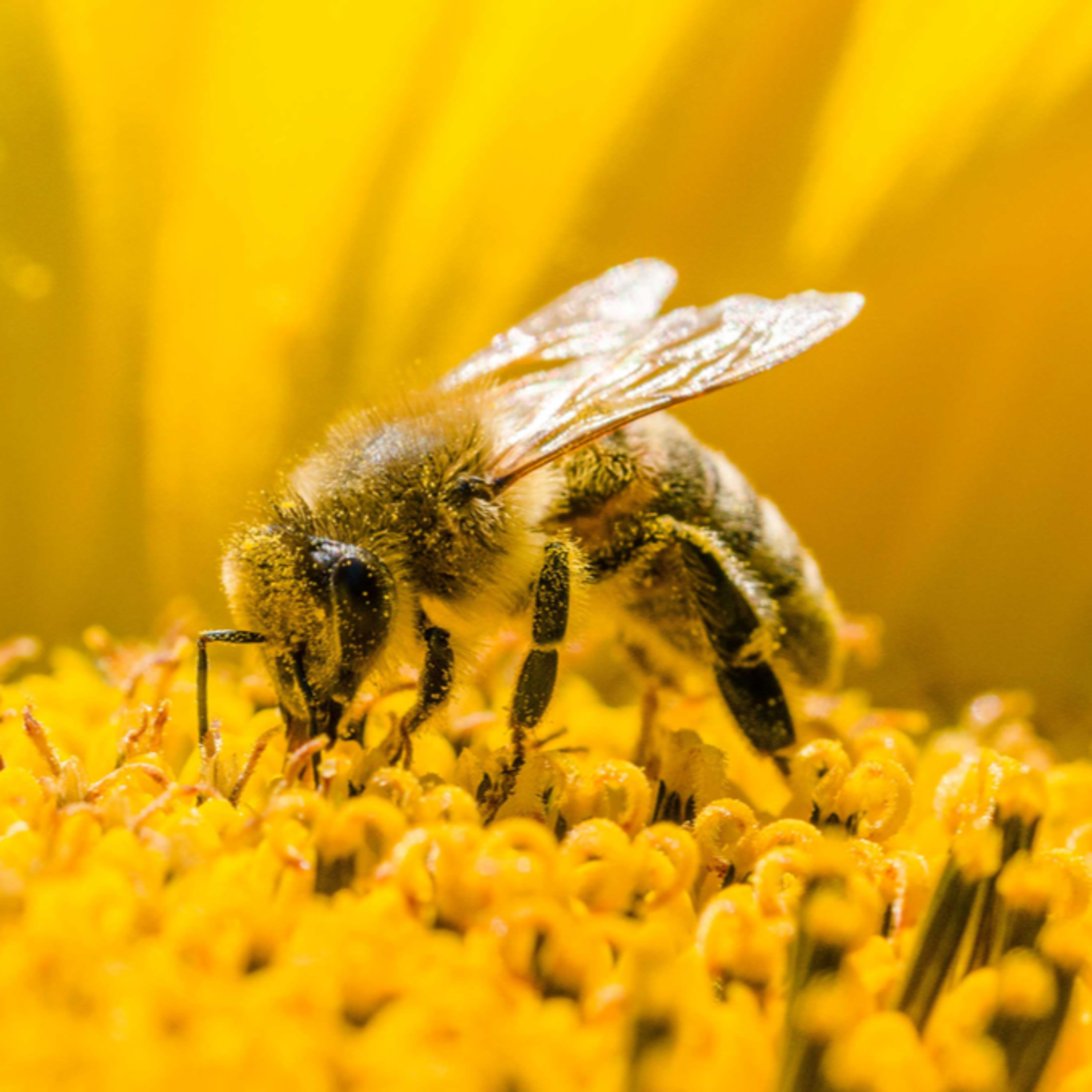 Where would we bee without bees? episode artwork