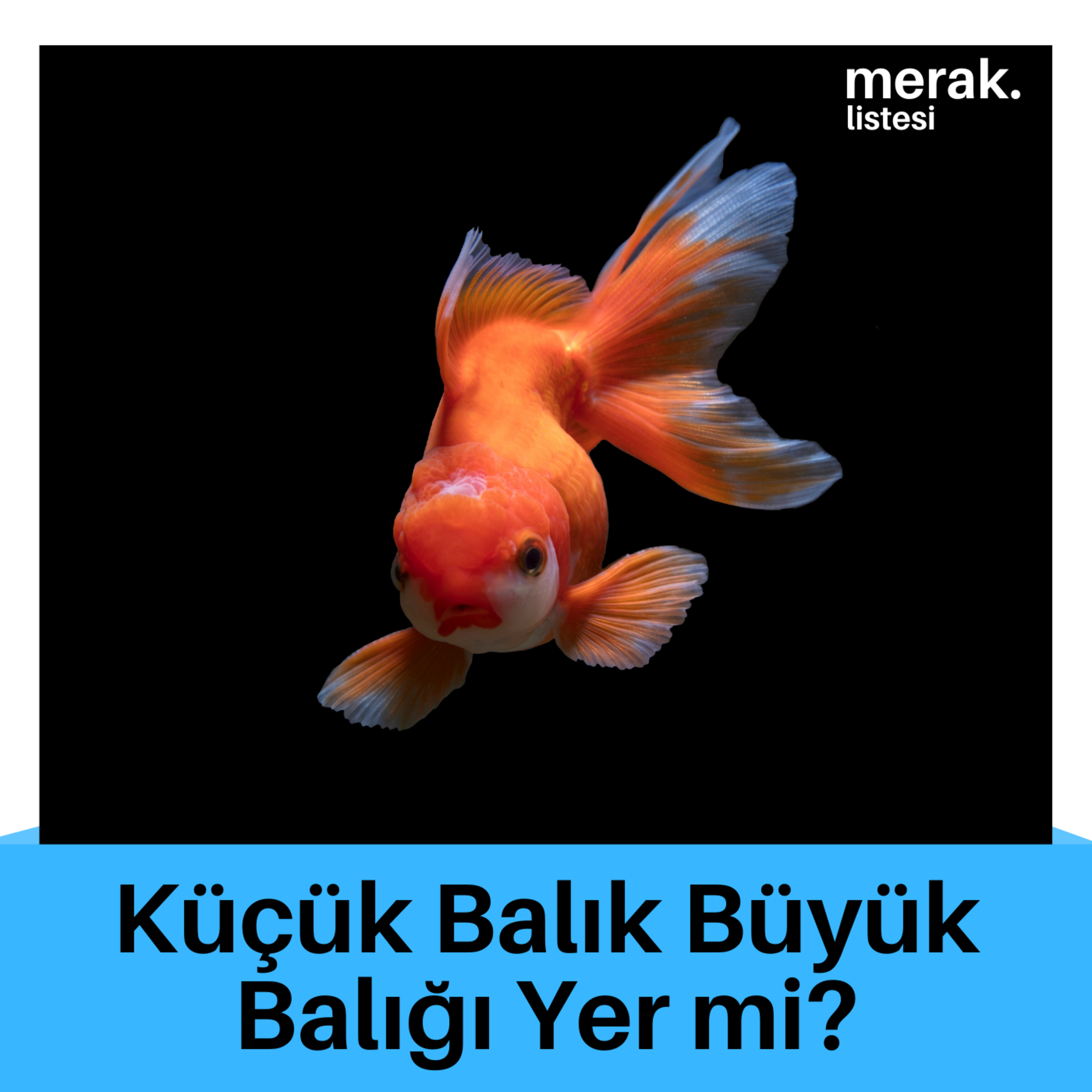 43- Küçük Balık Büyük Balığı Yer mi? episode artwork