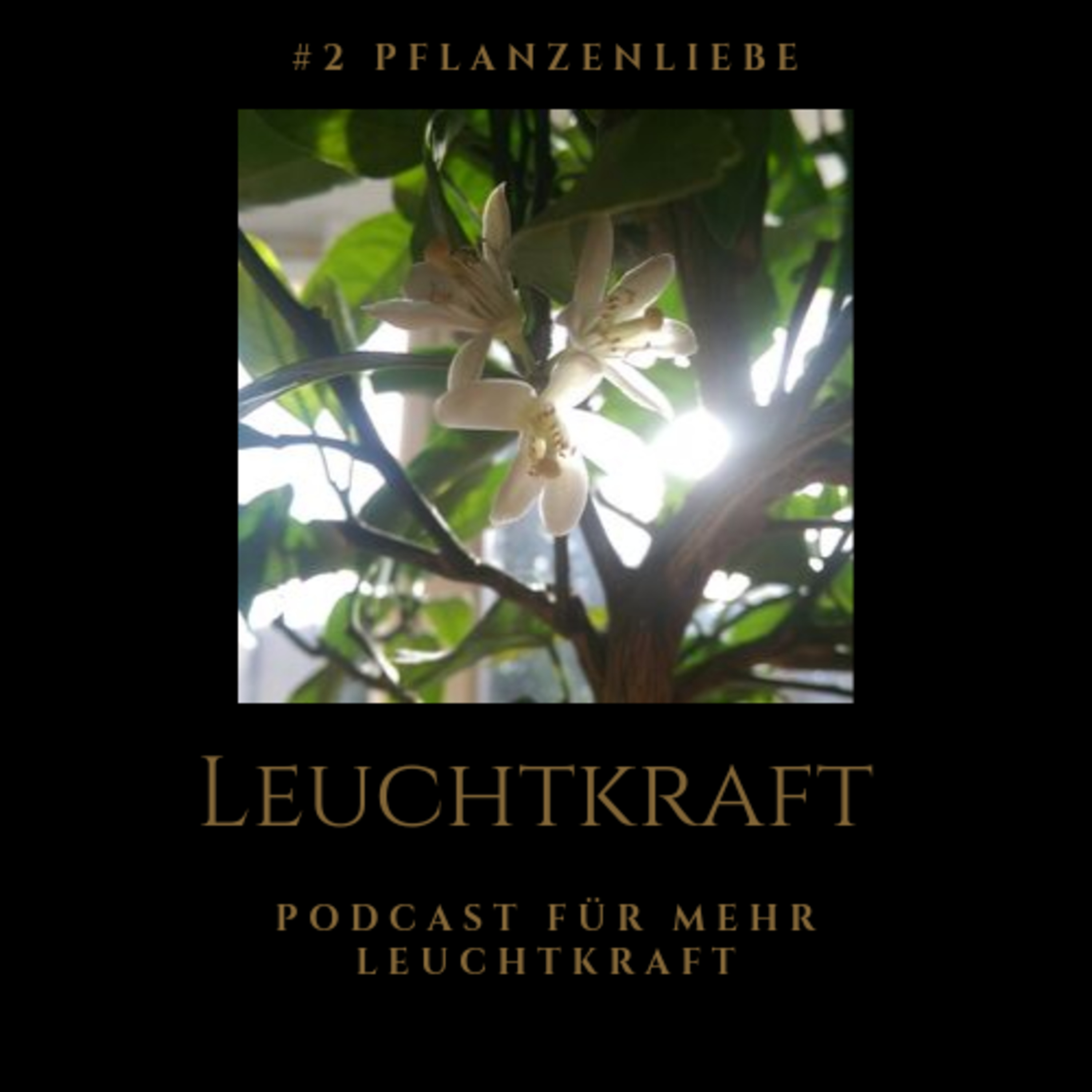 Der Podcast für Deine Leuchtkraft - von Nina Muigg