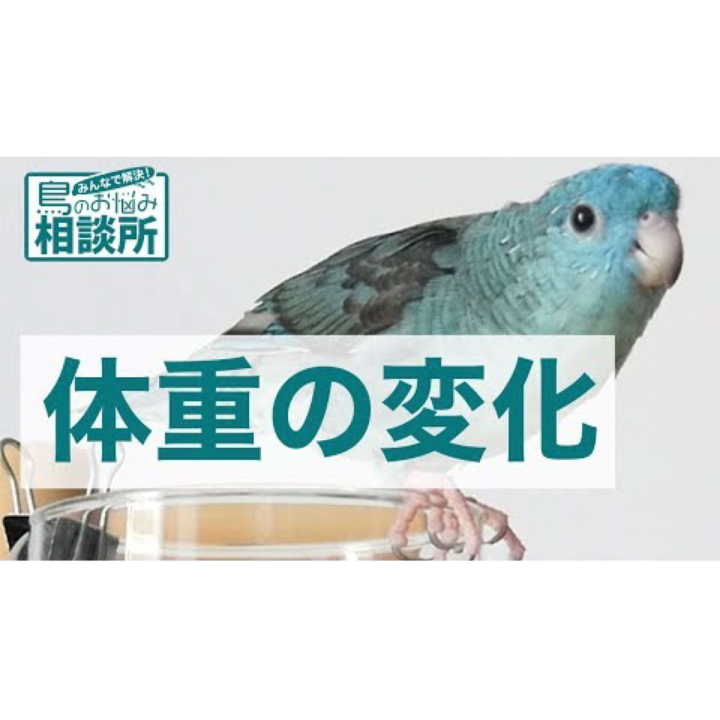 インコのラジオ