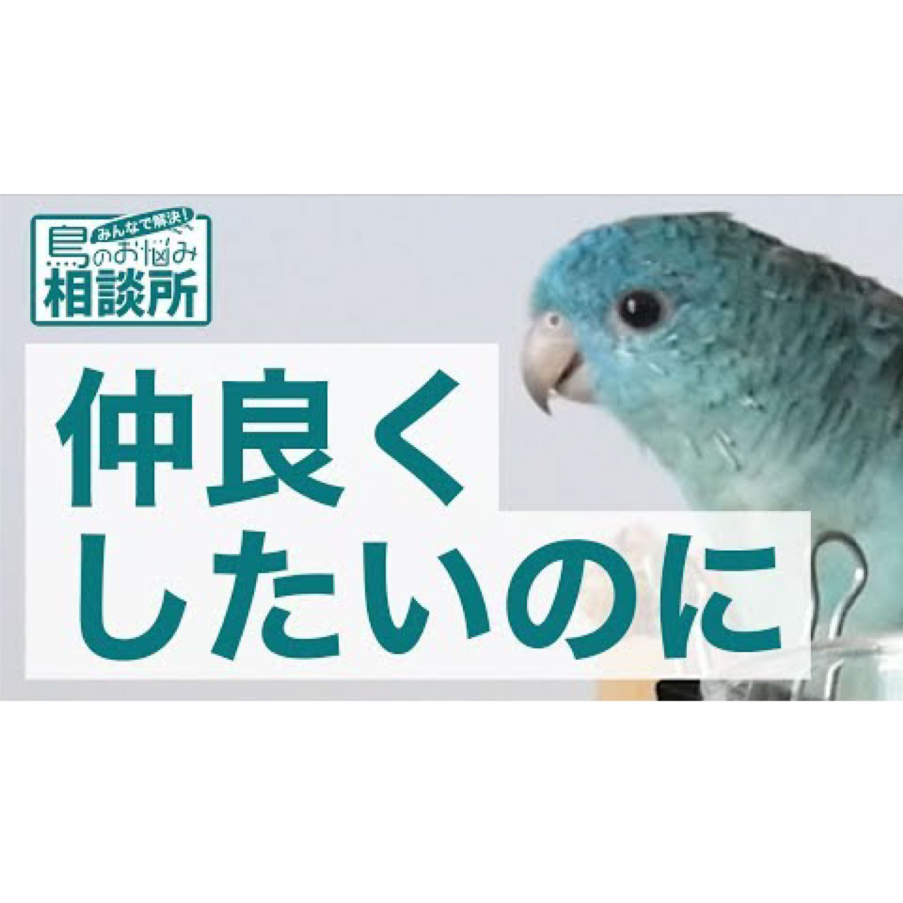 インコのラジオ