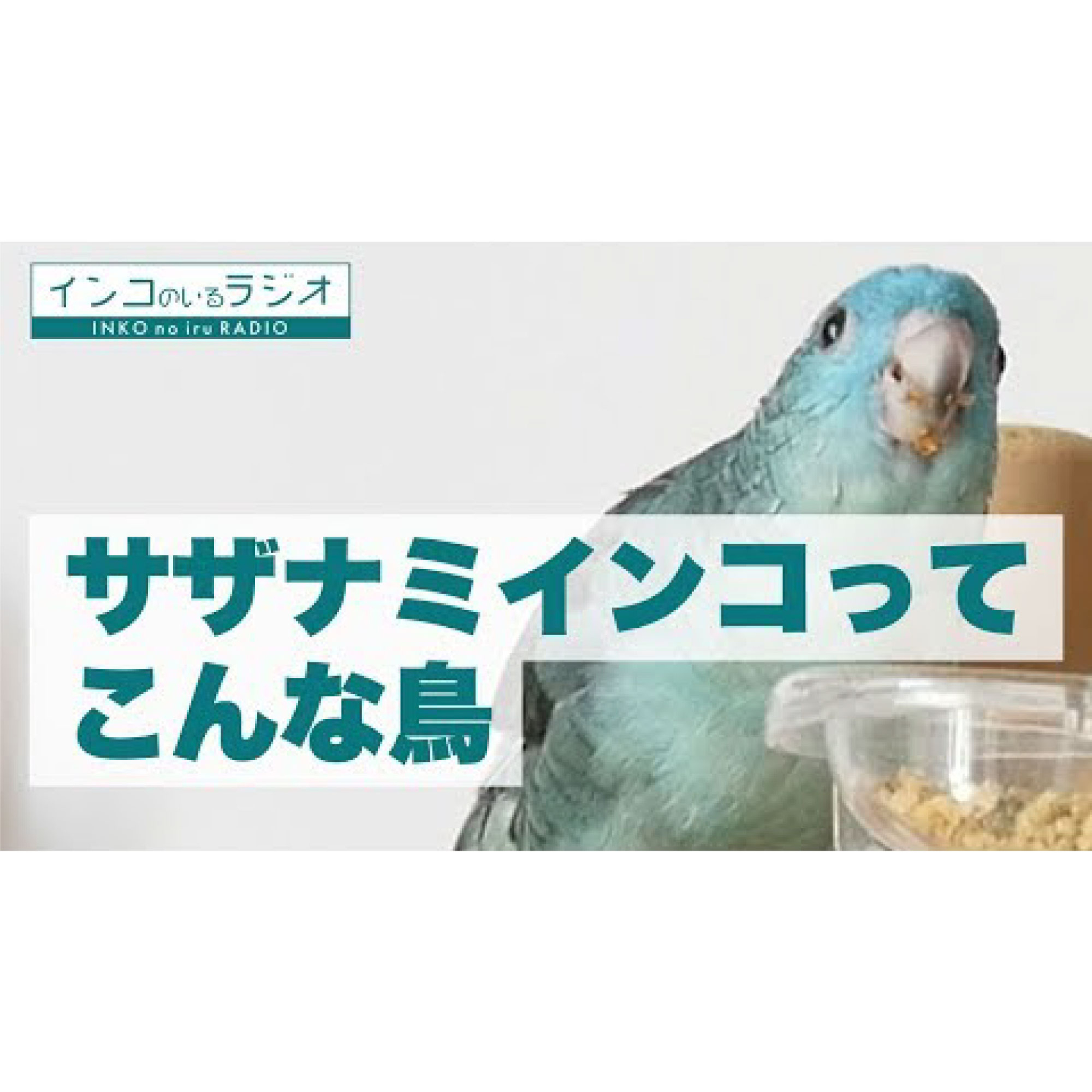 インコのラジオ