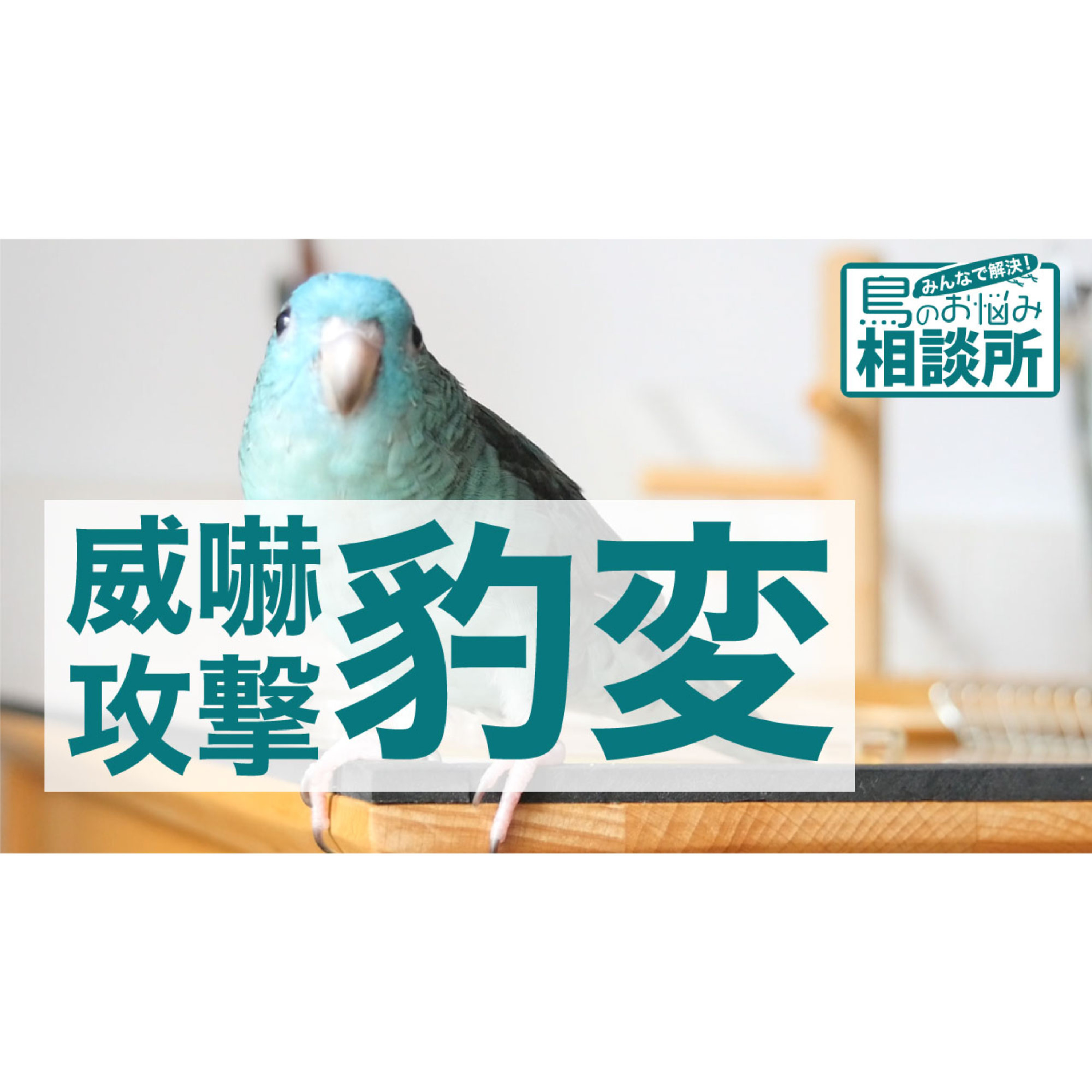 インコのラジオ