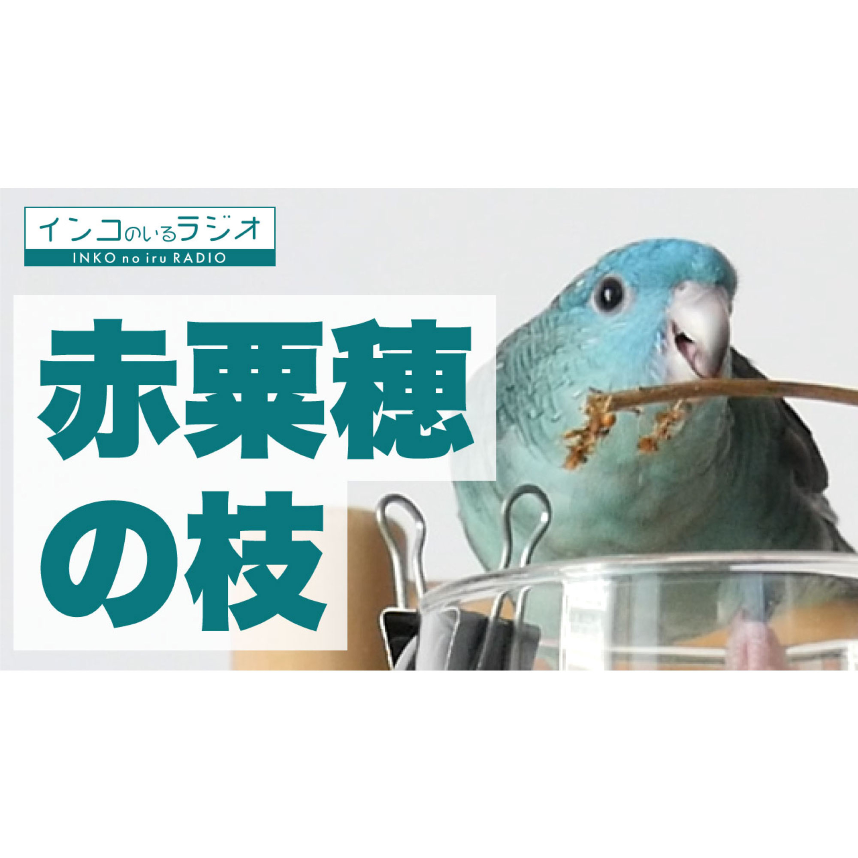 インコのラジオ