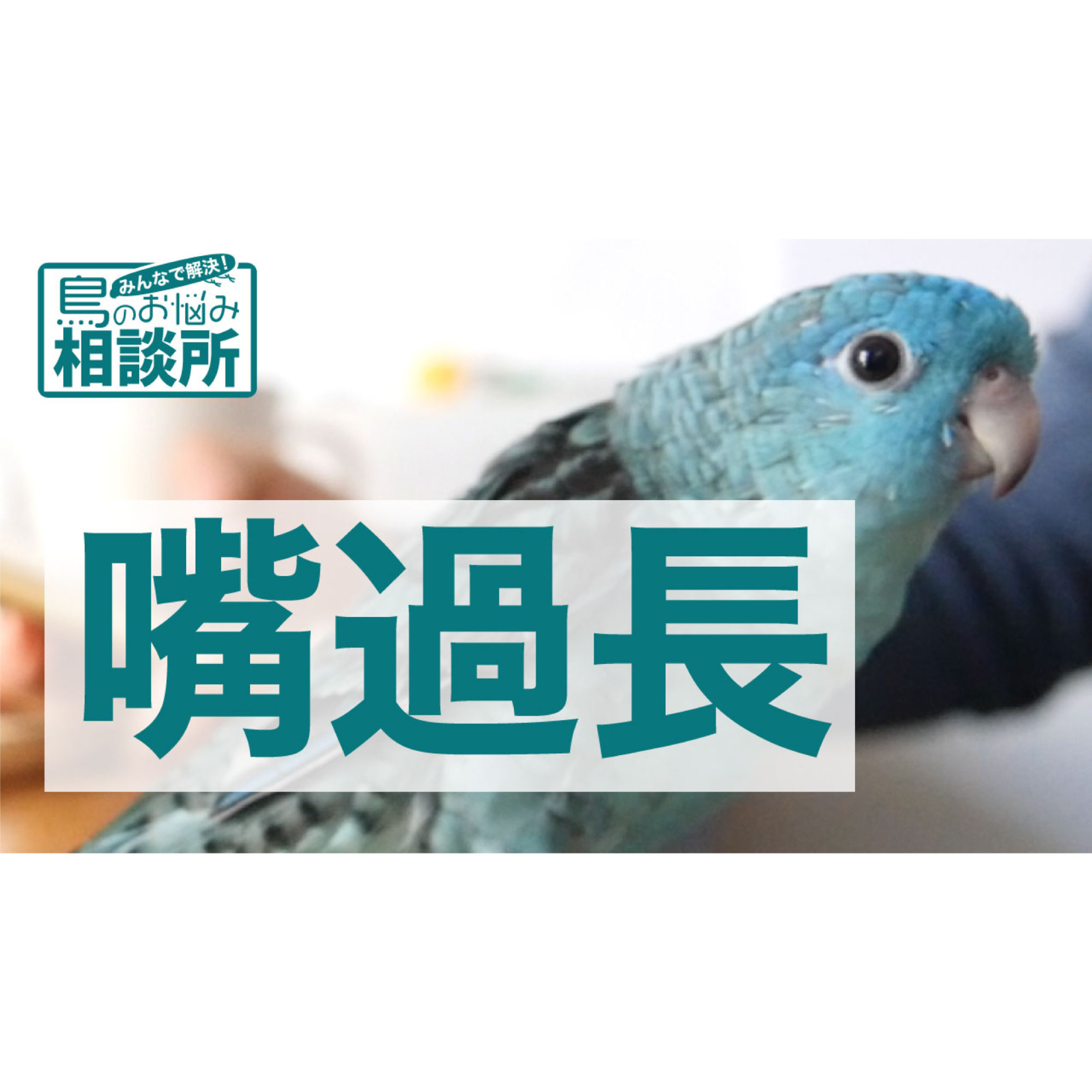 インコのラジオ