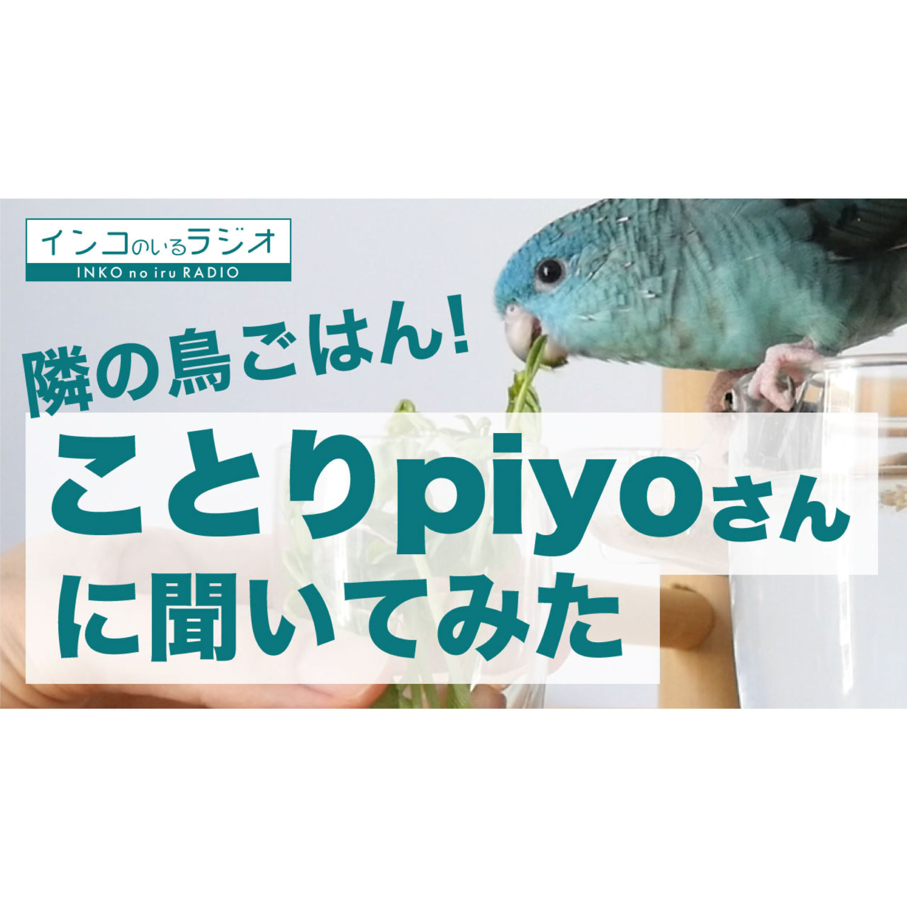 インコのラジオ