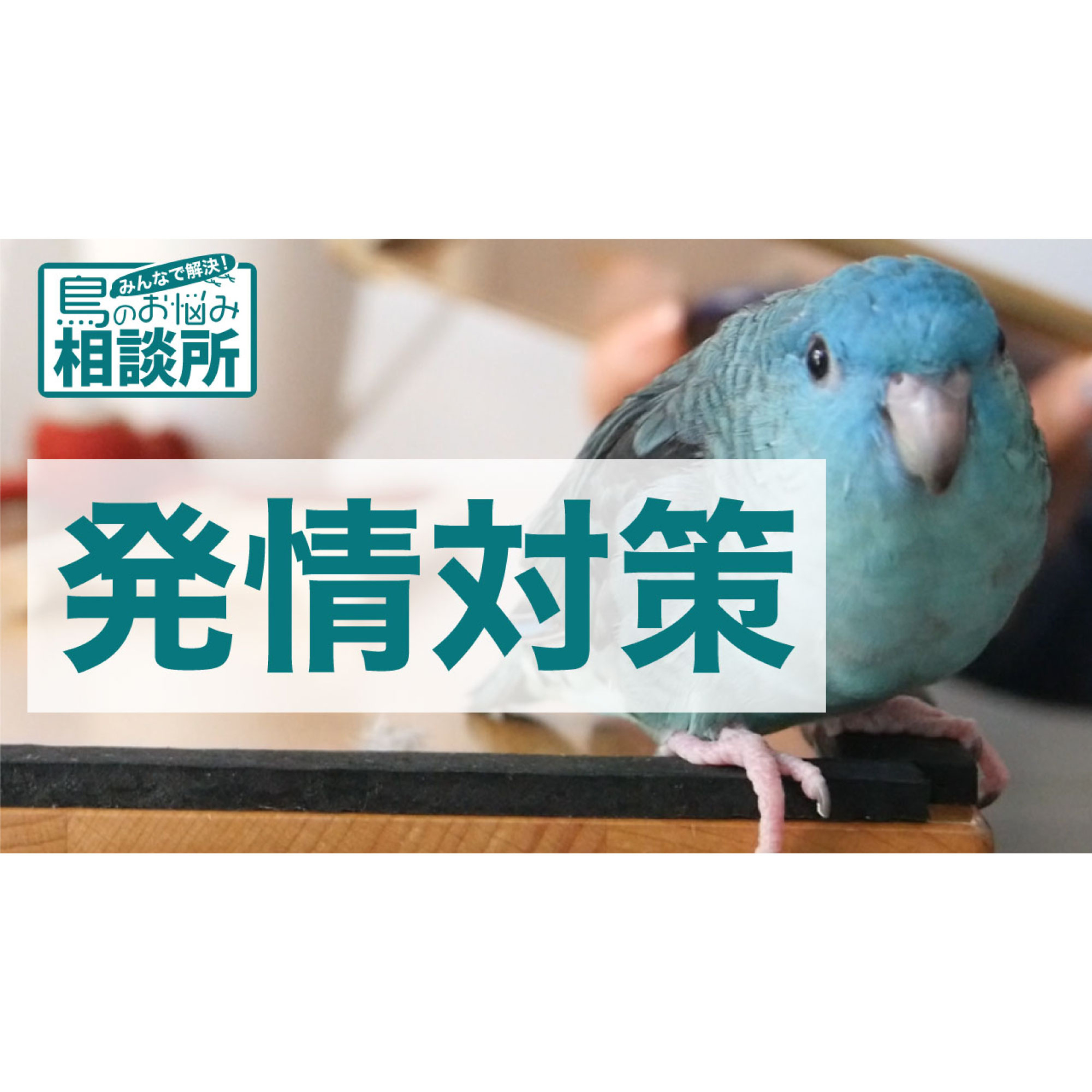 インコのラジオ