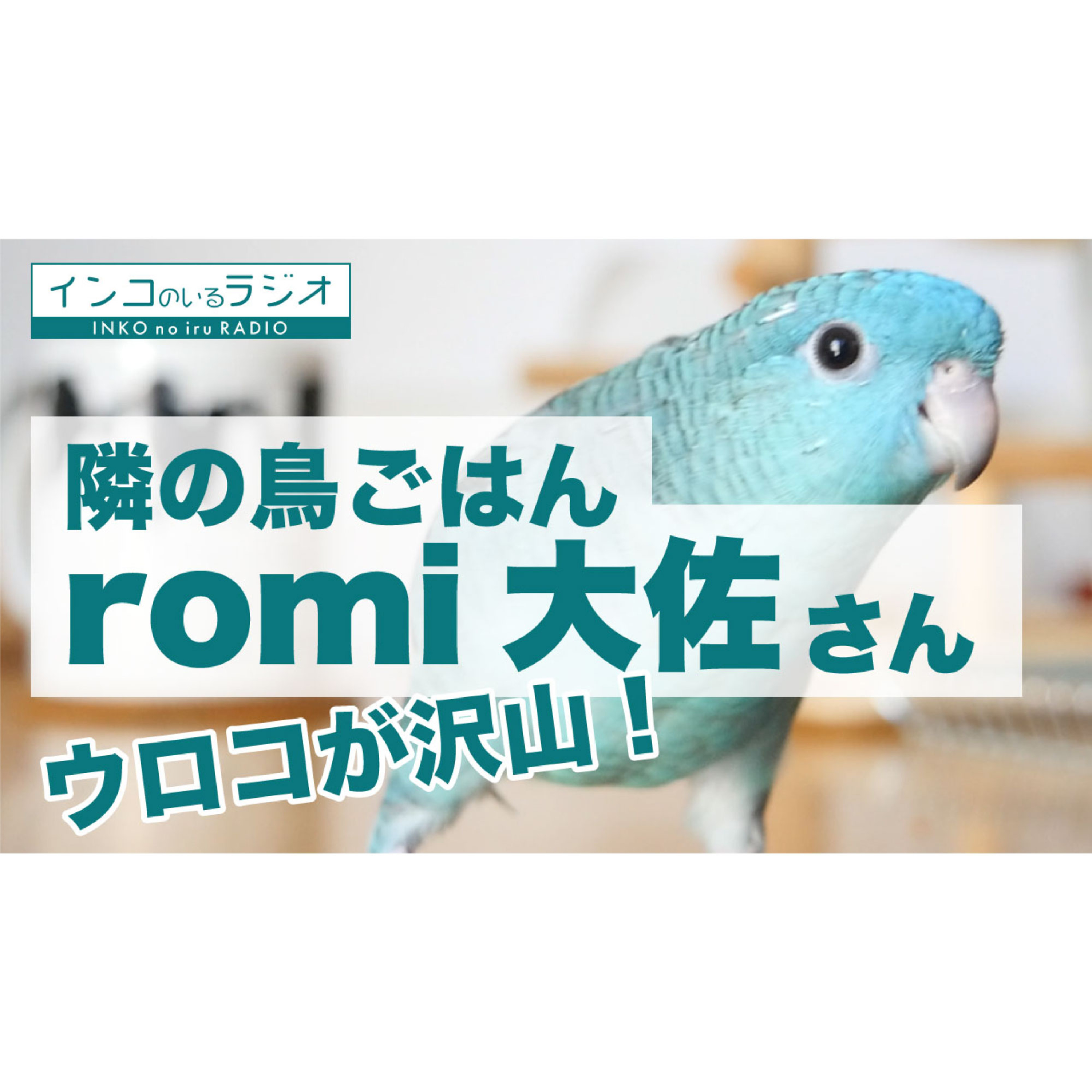 インコのラジオ