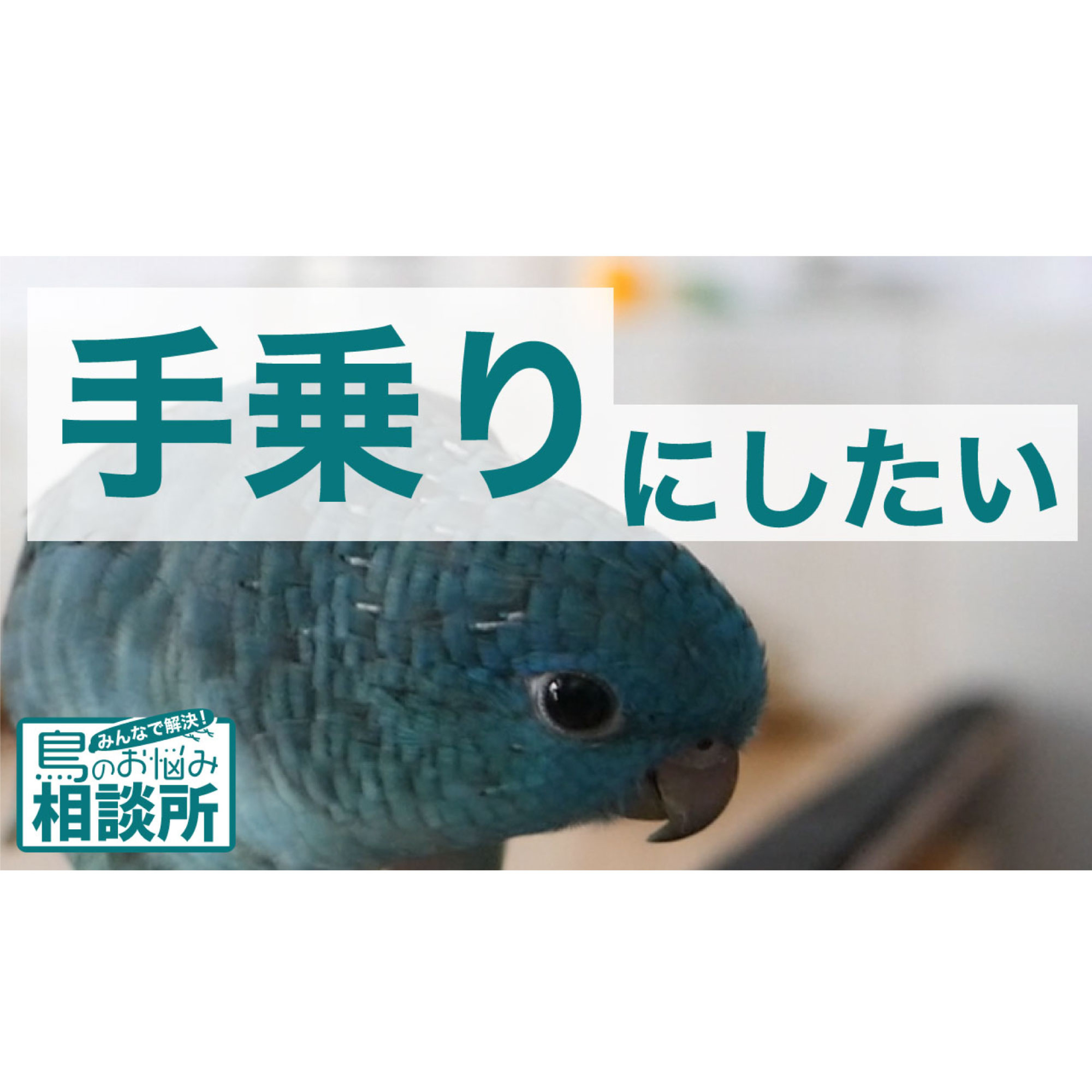 インコのラジオ