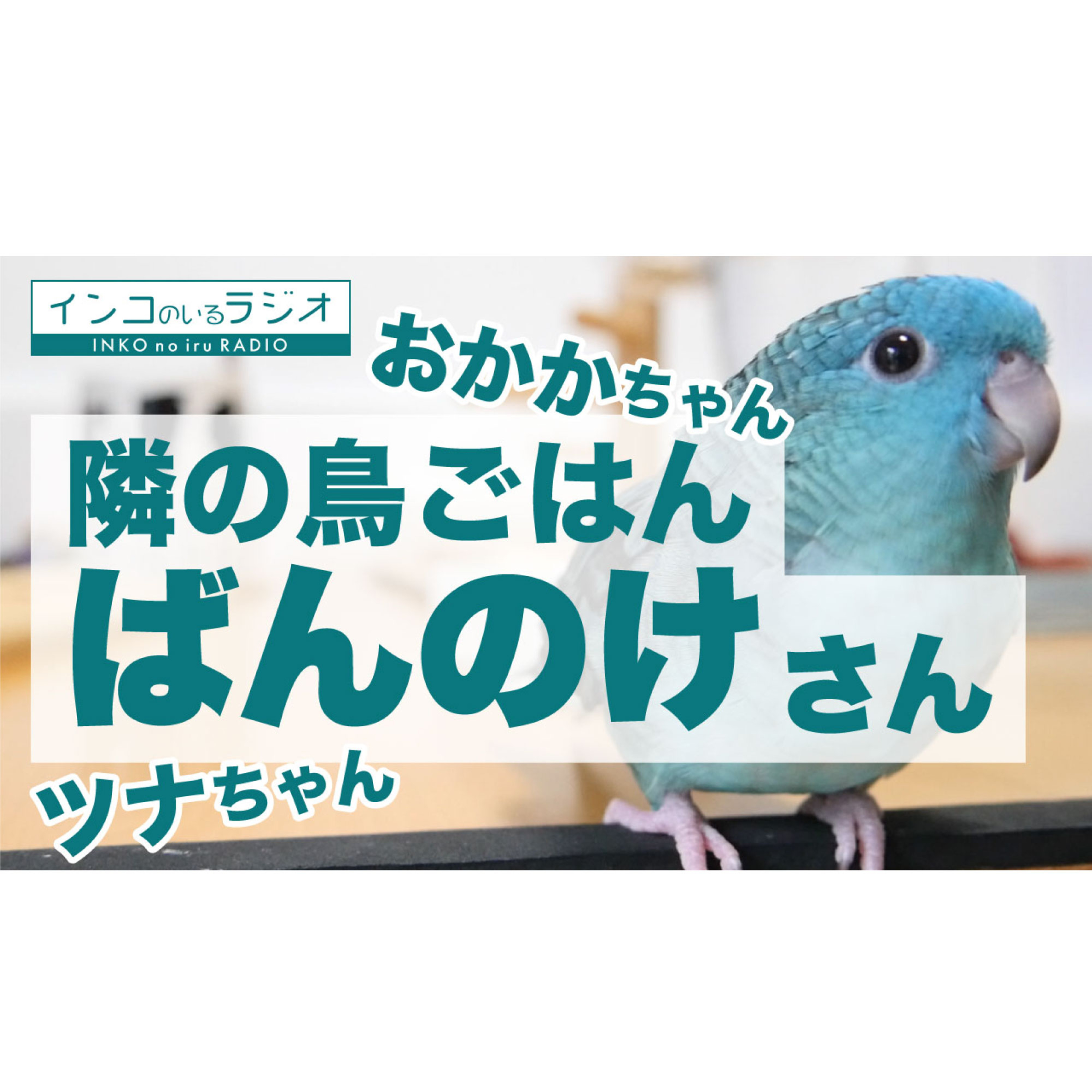 インコのラジオ
