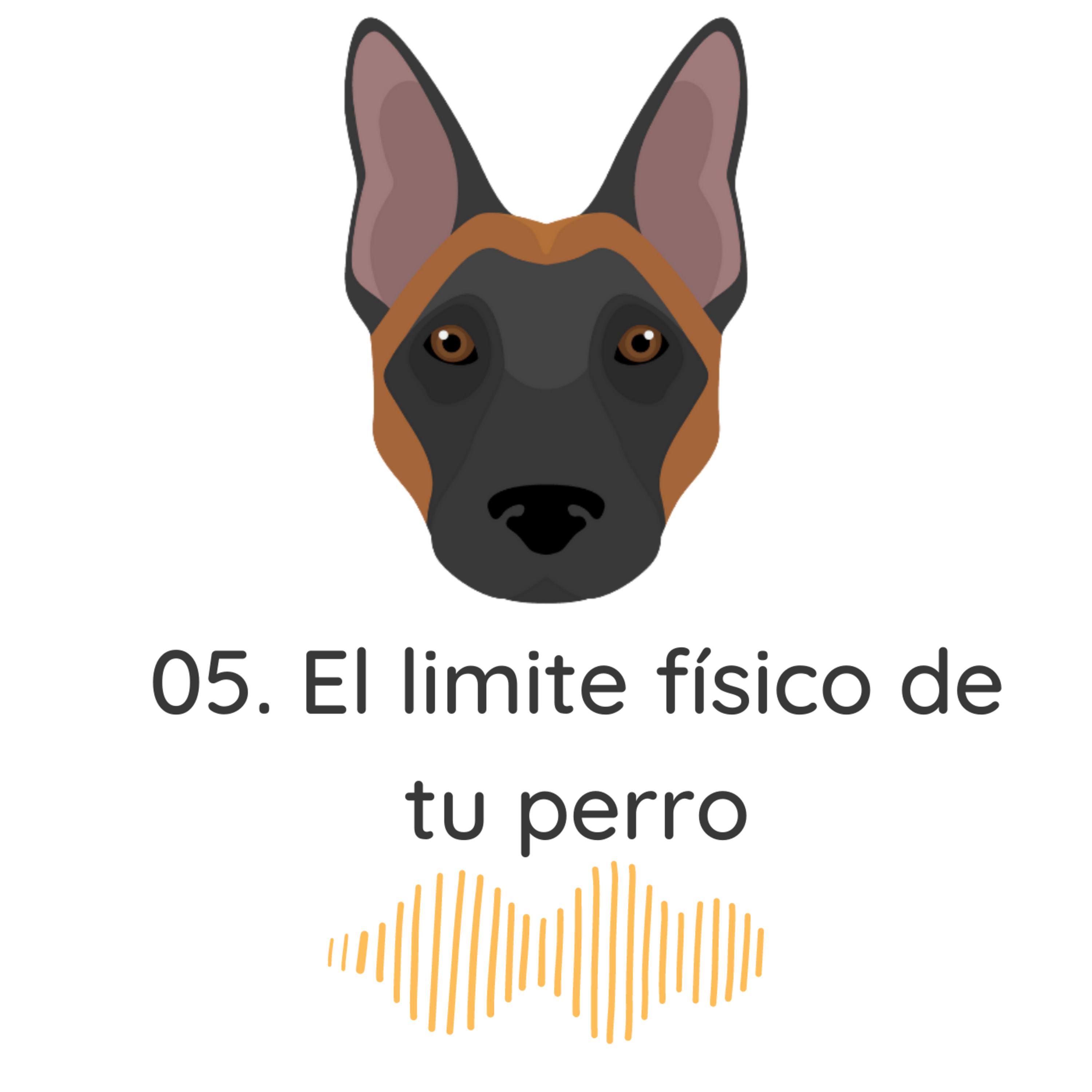 El Profe Malinois | Adiestramiento canino