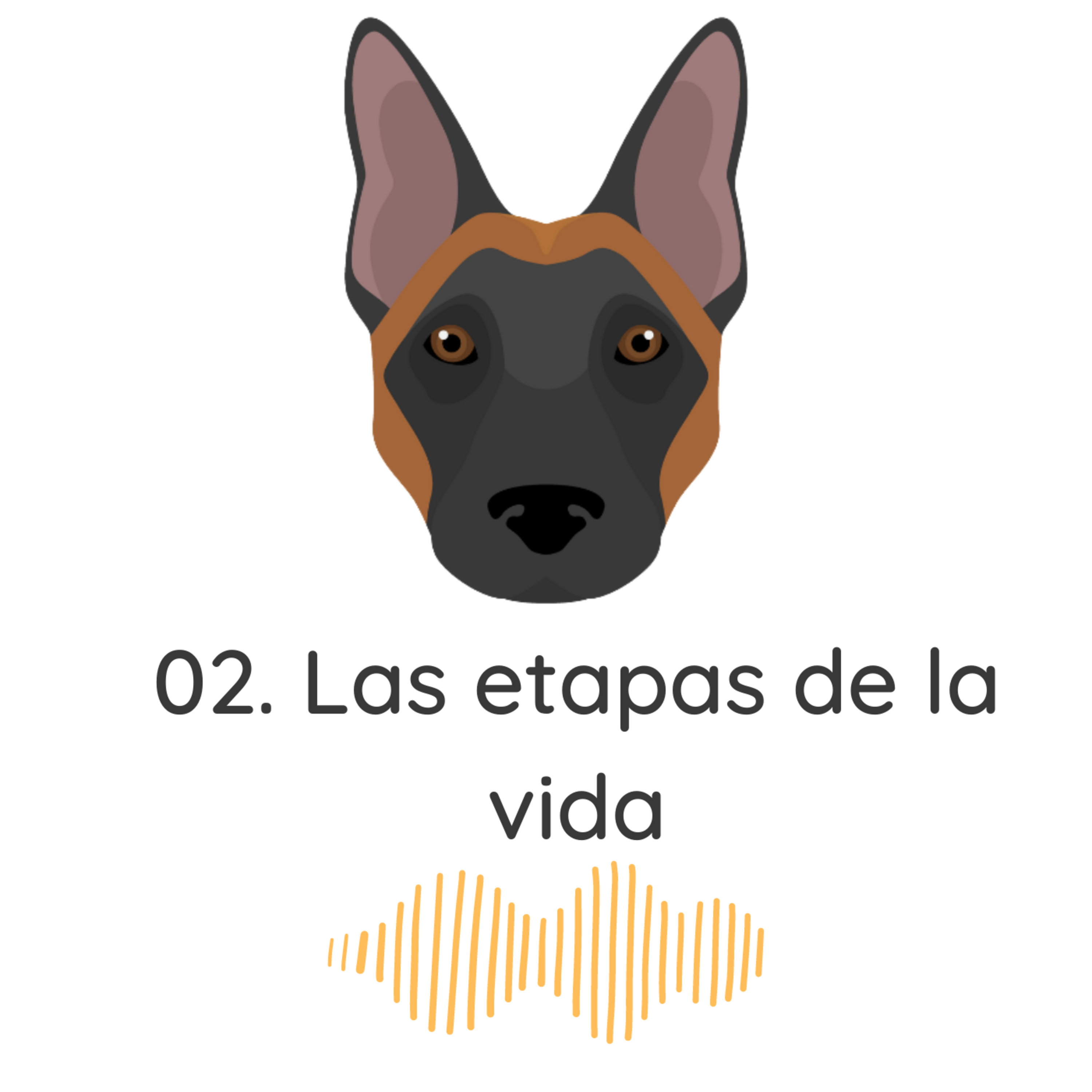 02. Las etapas de tu Malinois a lo largo de su vida episode artwork