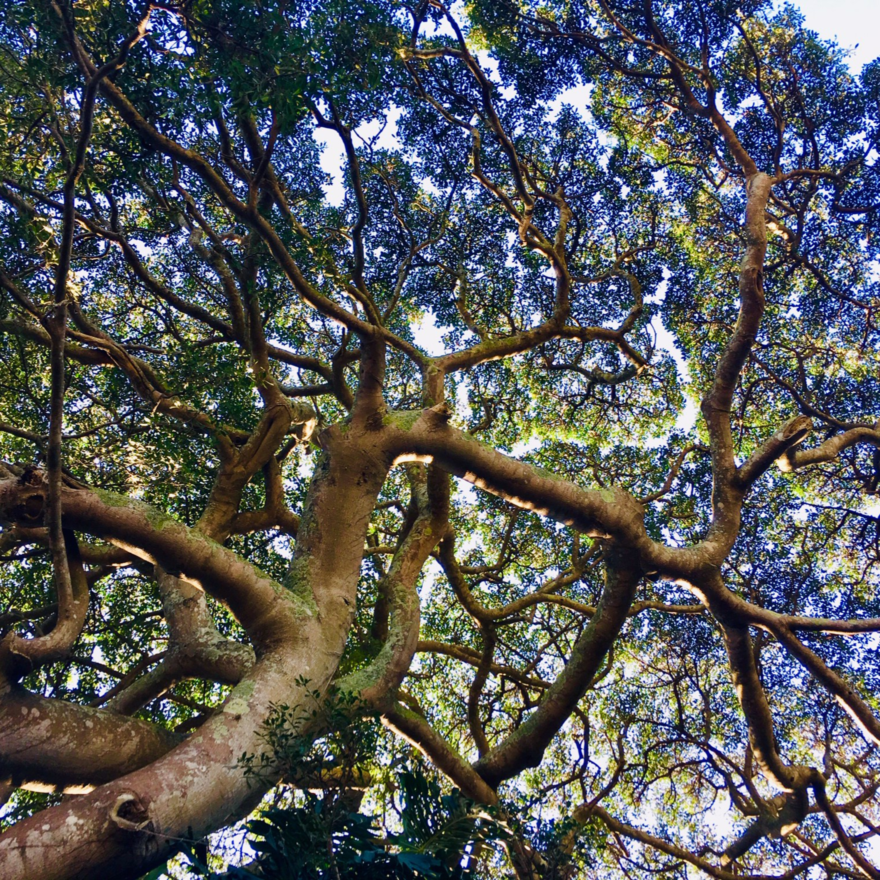 Dr E Moll talk (hawaan forest)