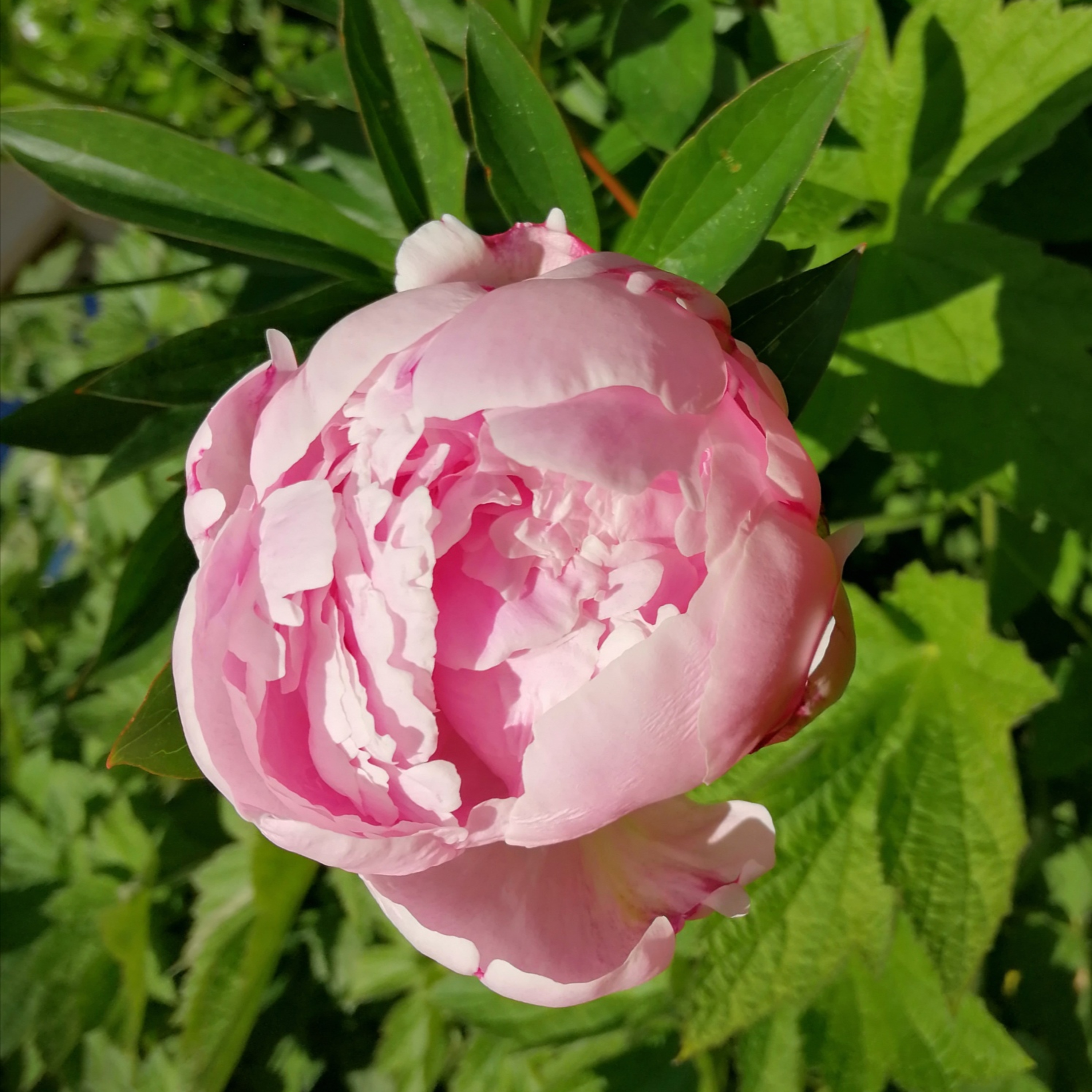 Komm bei dir selbst an. Meditation und Achtsamkeit. Camilla Jacob