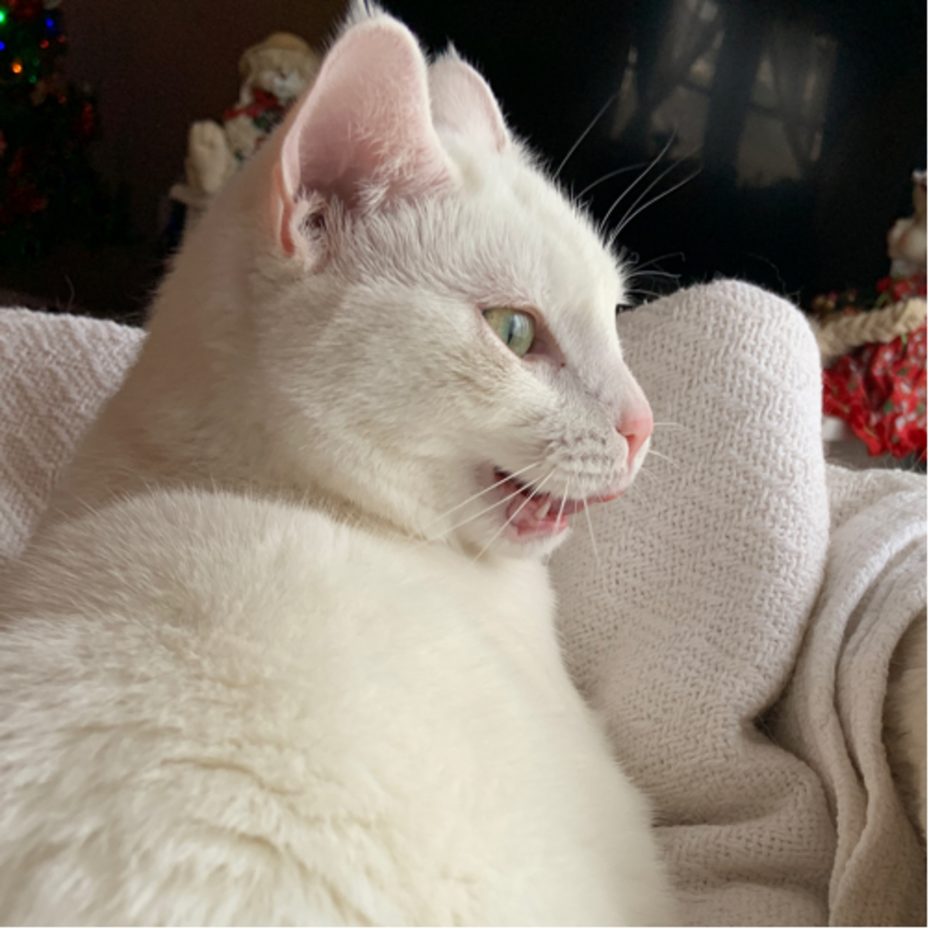 Writing with Wine present: what kind of holiday is that?!