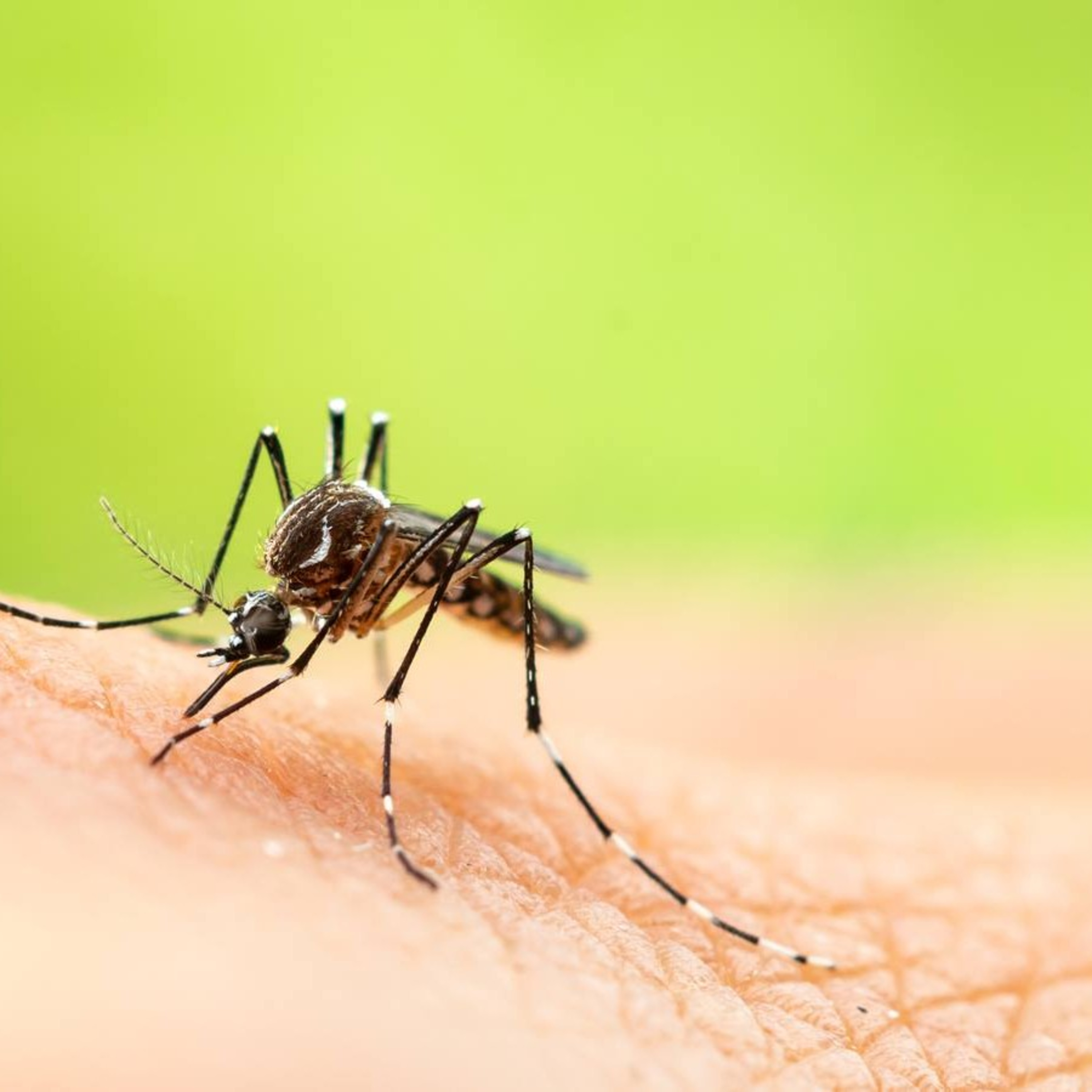 WEST NILE VIRUS-NYC-LONGISLAND episode artwork