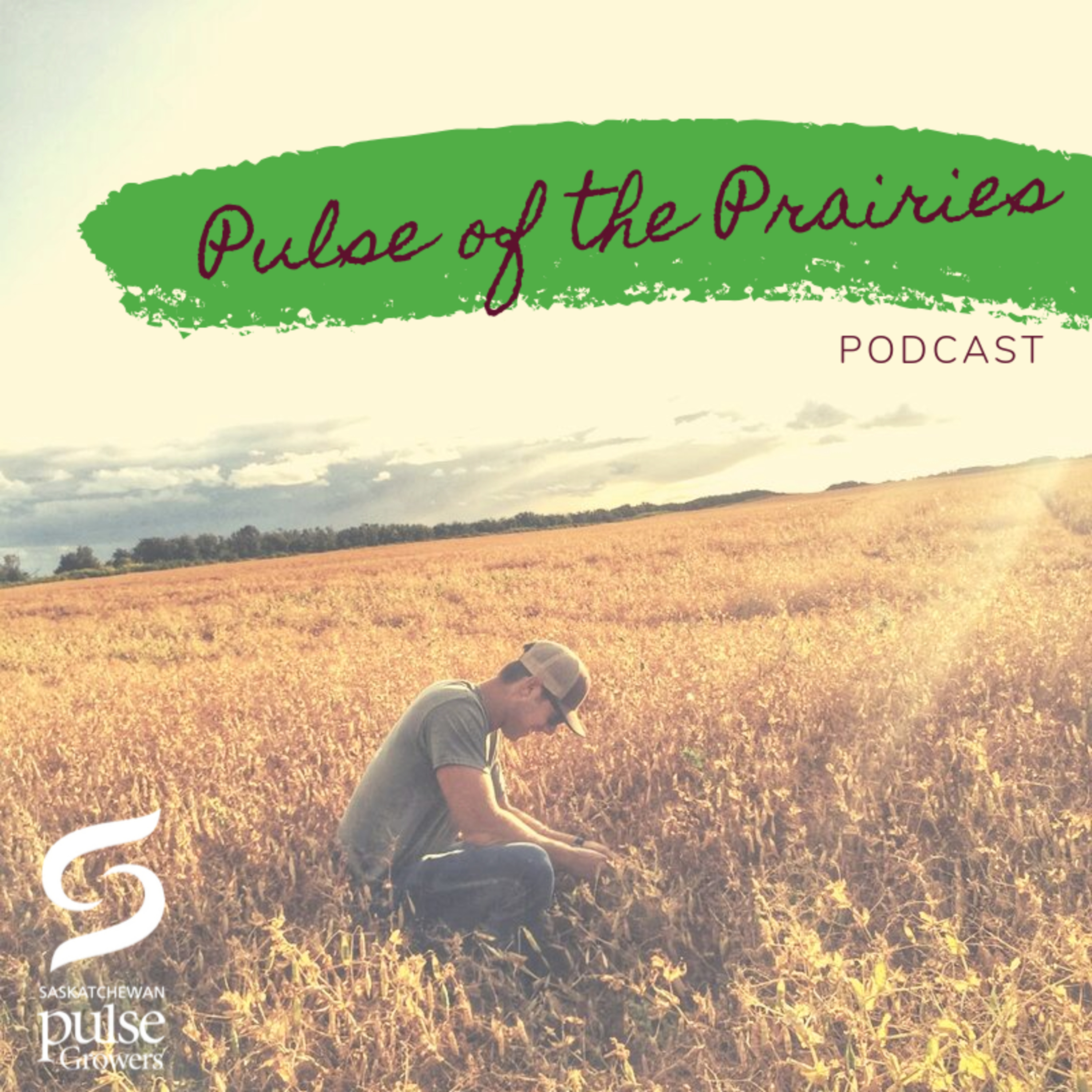 How Do Pulses Fit Within The Growing Interest In Plant Protein? episode artwork