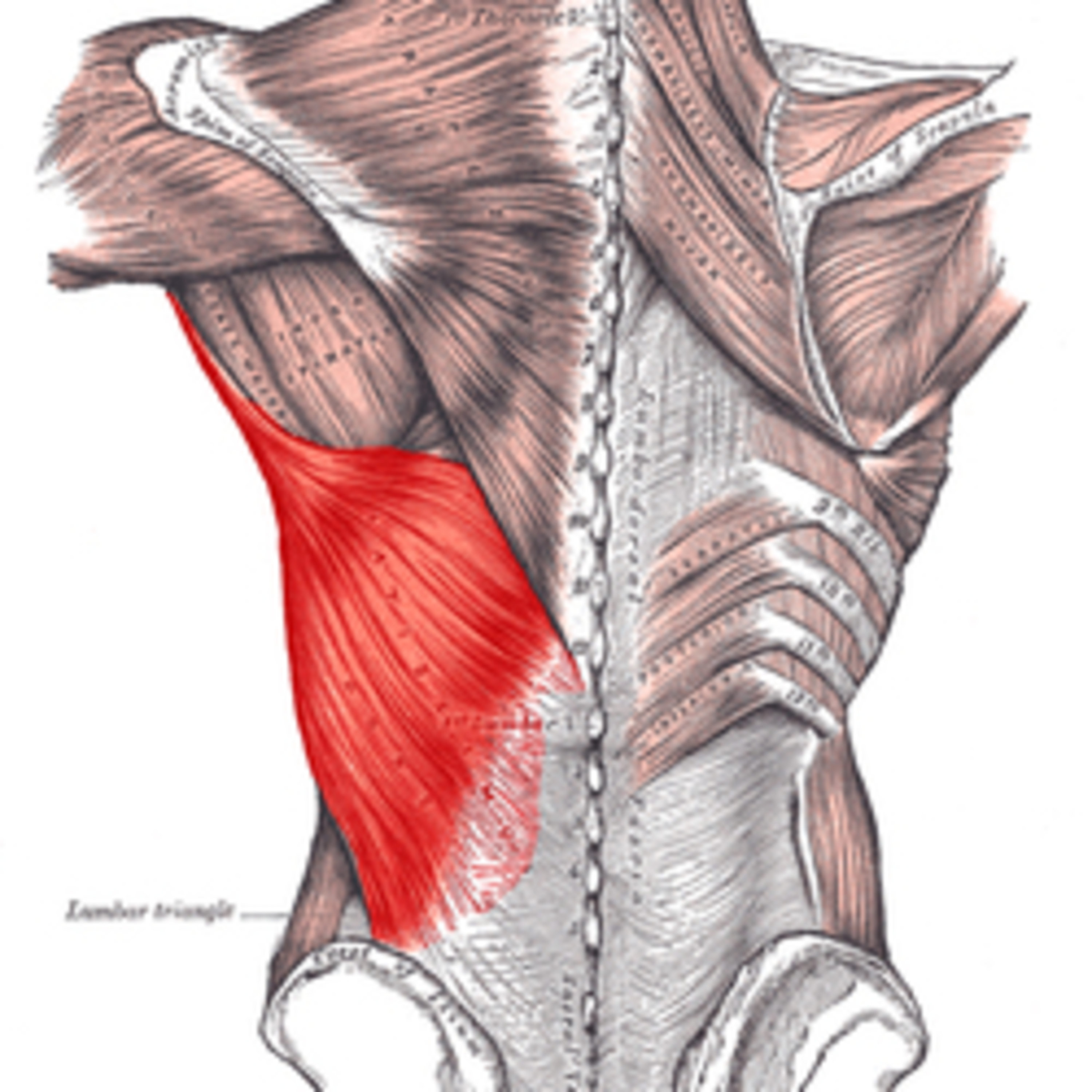 Lats and posture episode artwork
