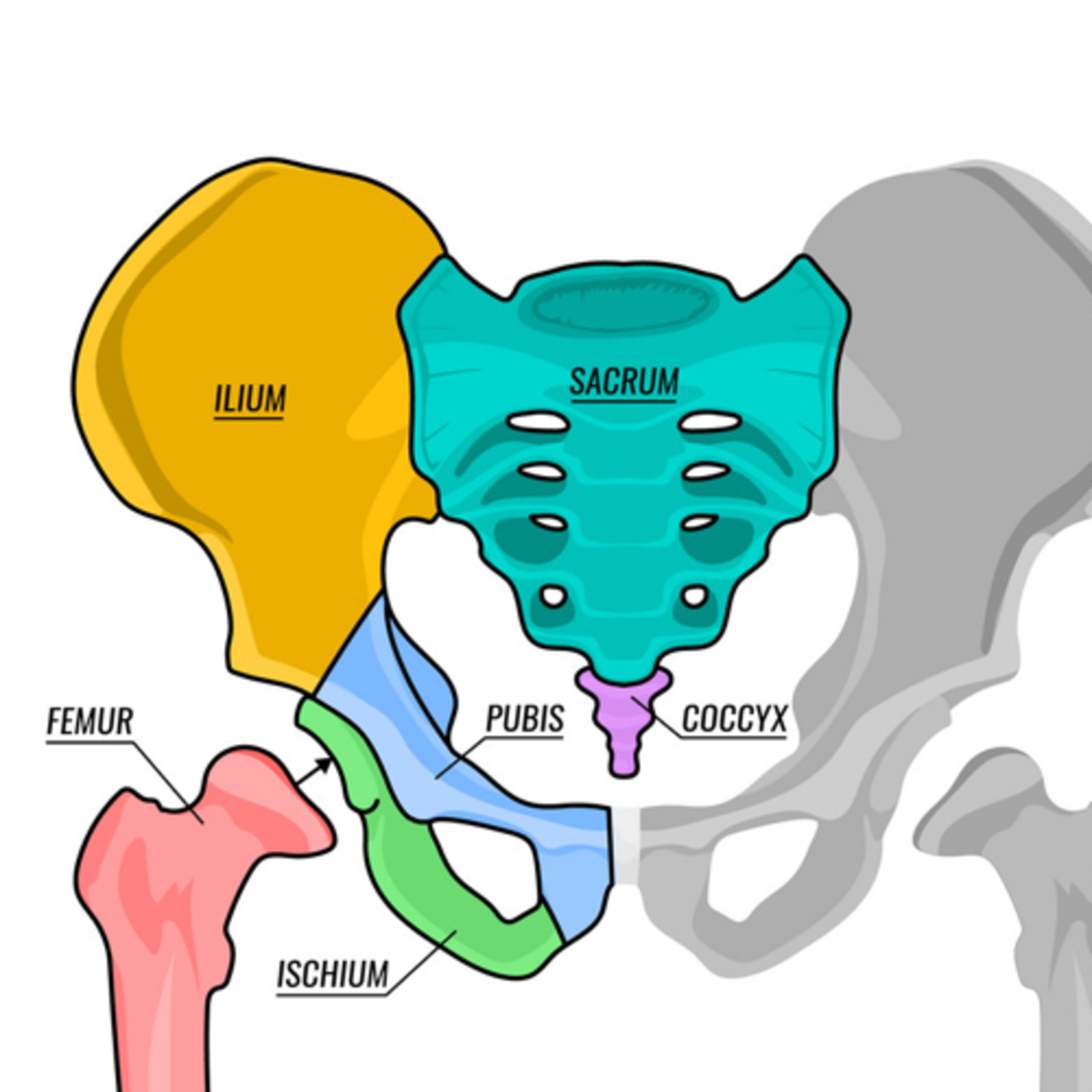 Pelvis positioning episode artwork