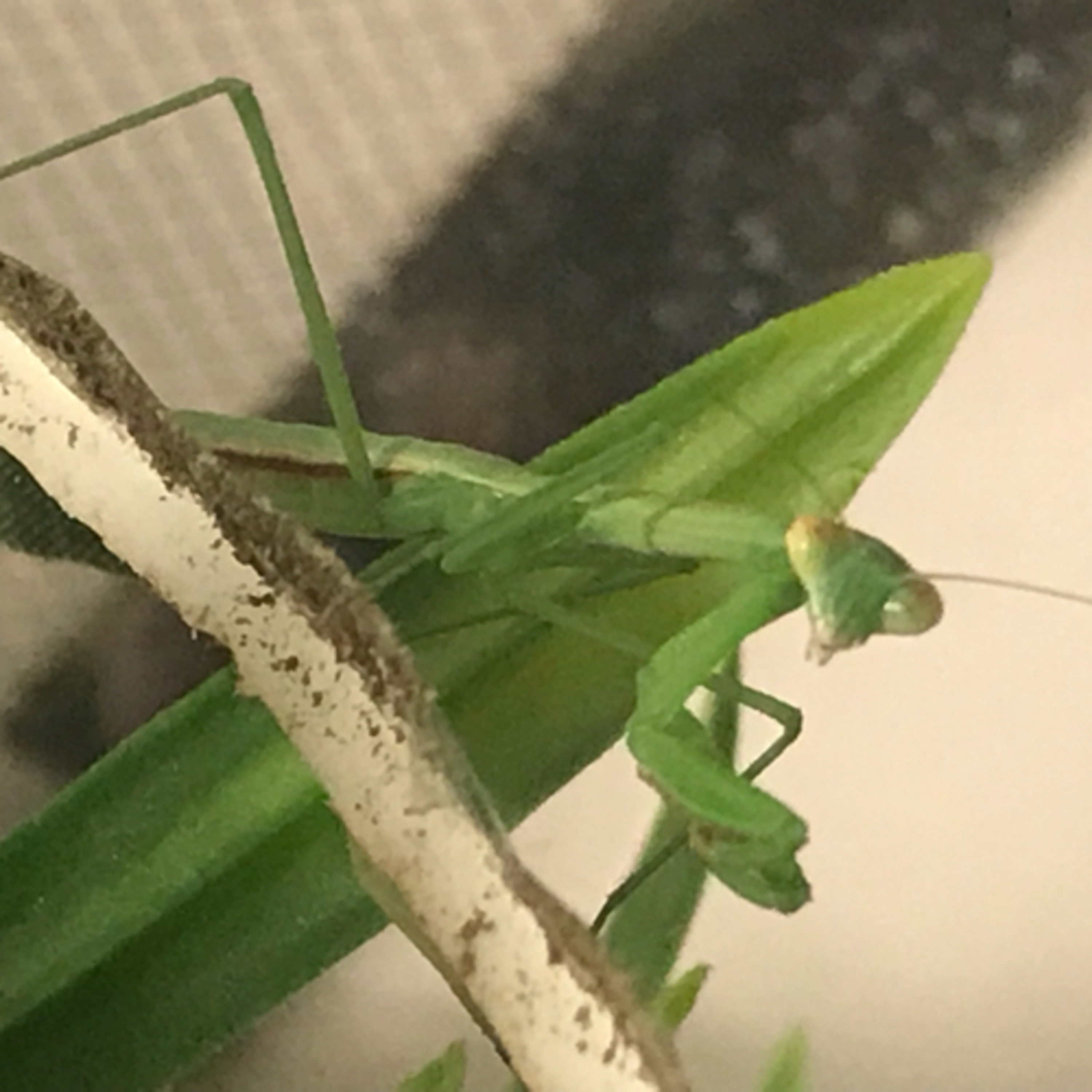 The Critter Keeper