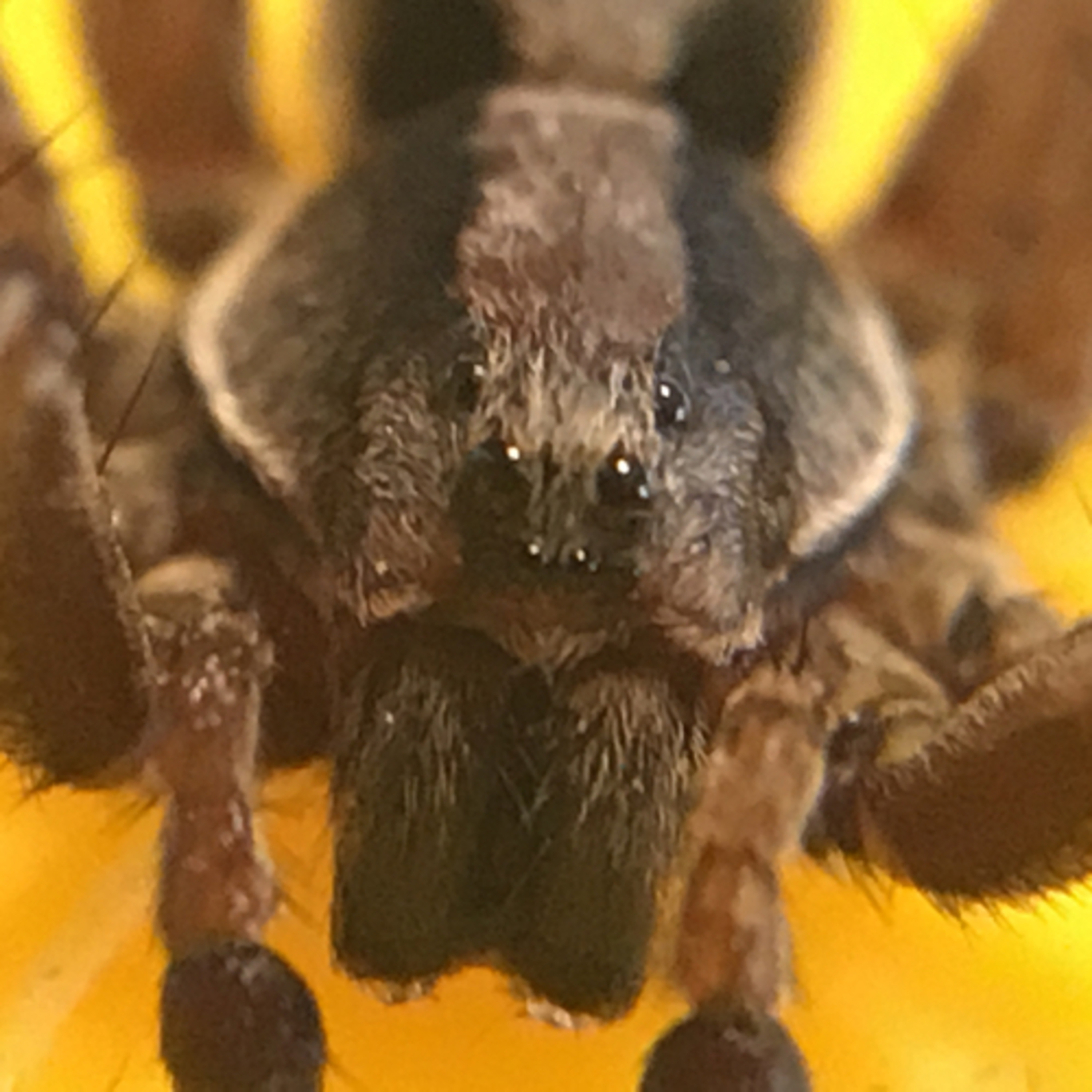The Critter Keeper